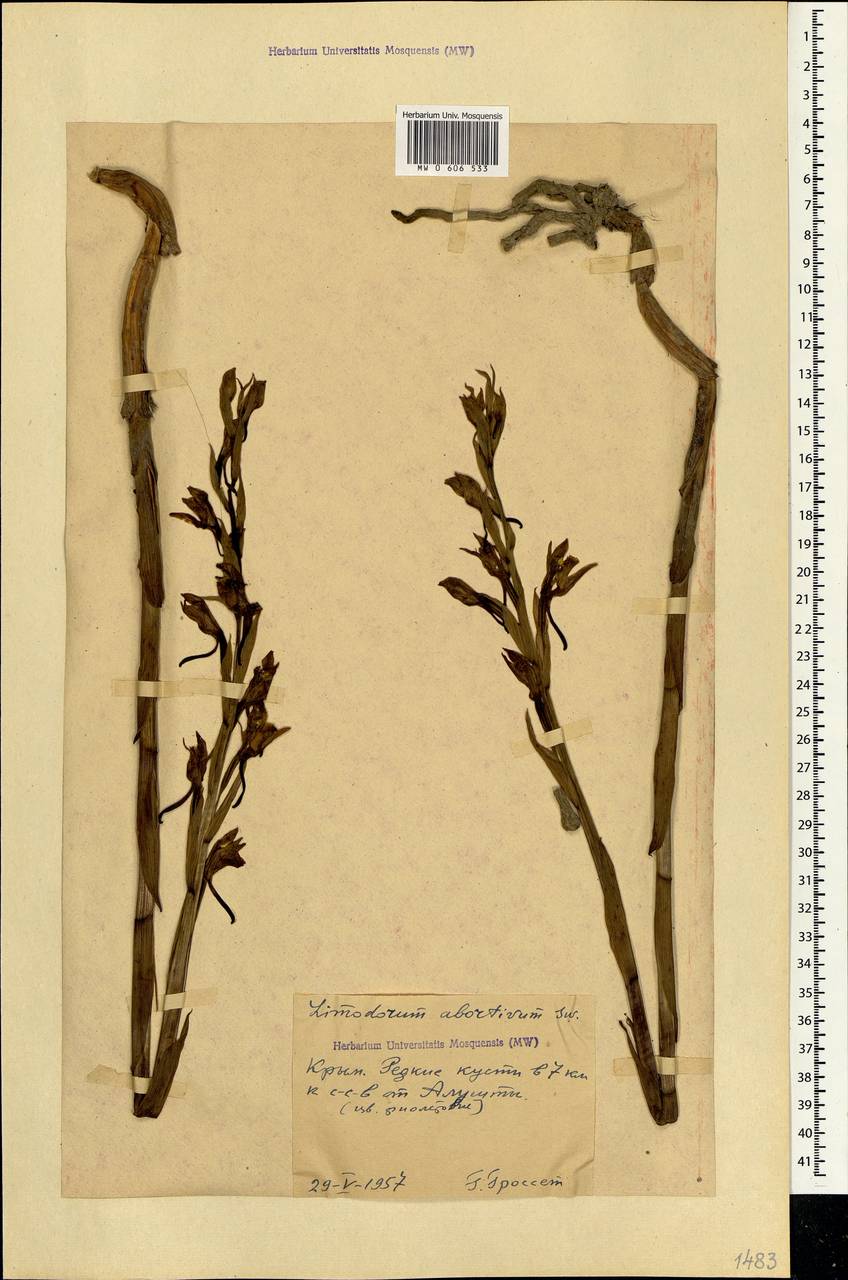 Limodorum abortivum (L.) Sw., Crimea (KRYM) (Russia)