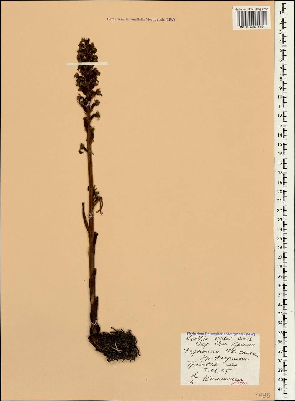 Neottia nidus-avis (L.) Rich., Crimea (KRYM) (Russia)