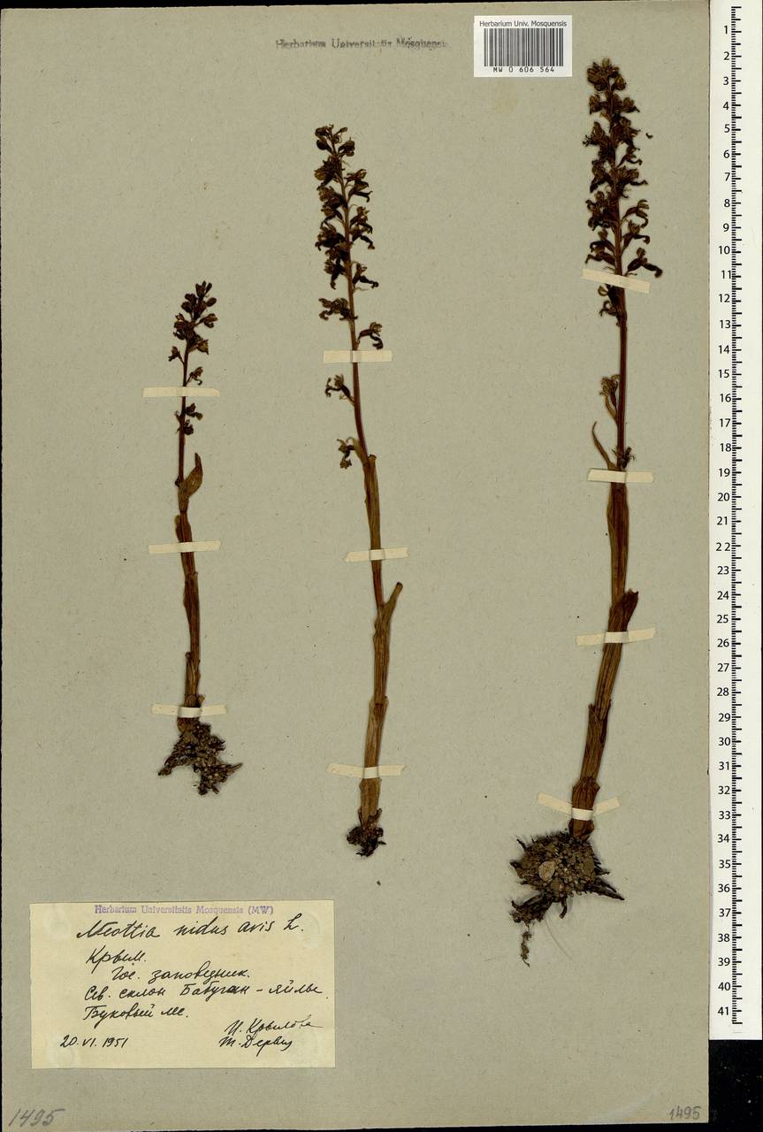 Neottia nidus-avis (L.) Rich., Crimea (KRYM) (Russia)