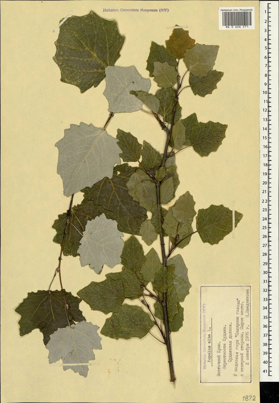Populus alba, Crimea (KRYM) (Russia)