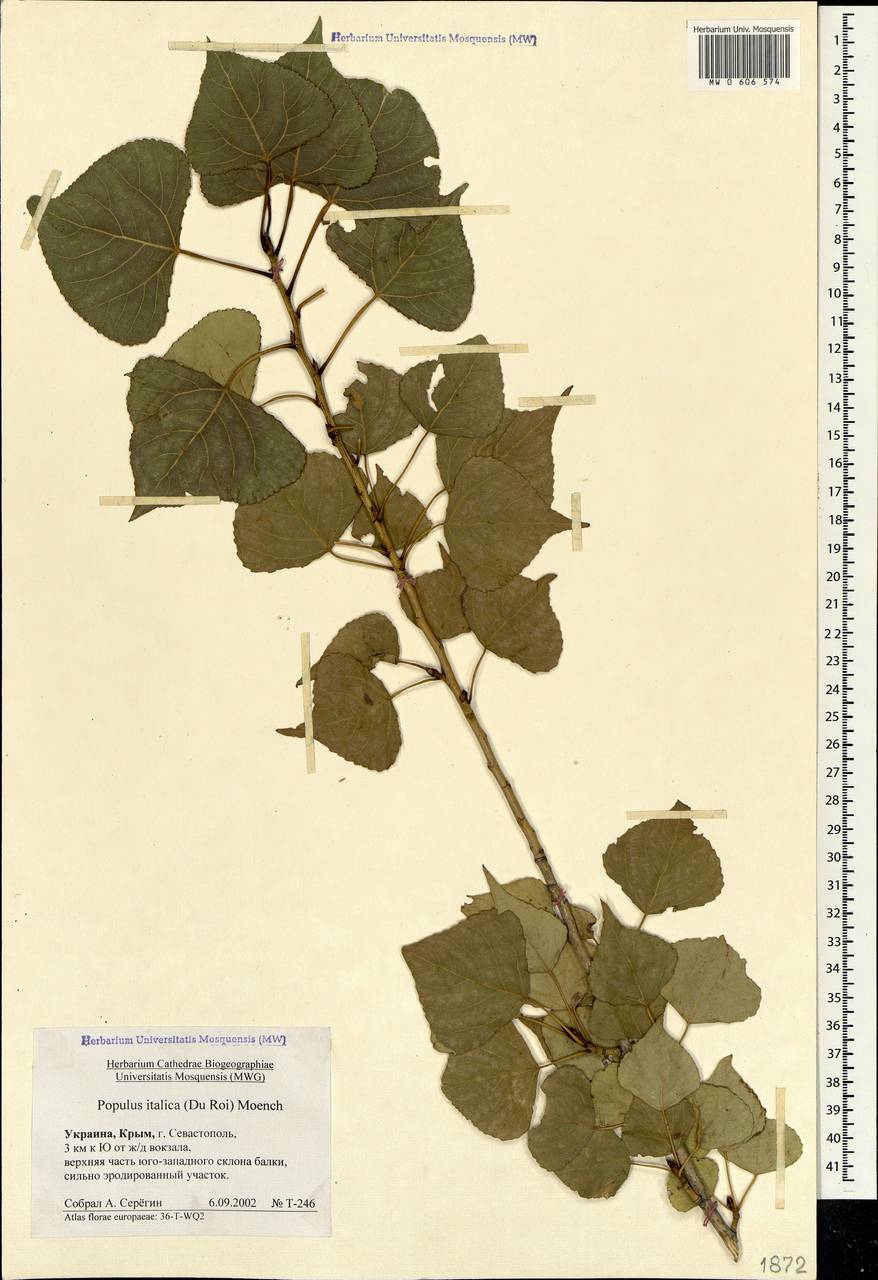 Populus nigra var. italica (Moench) Koehne, Crimea (KRYM) (Russia)