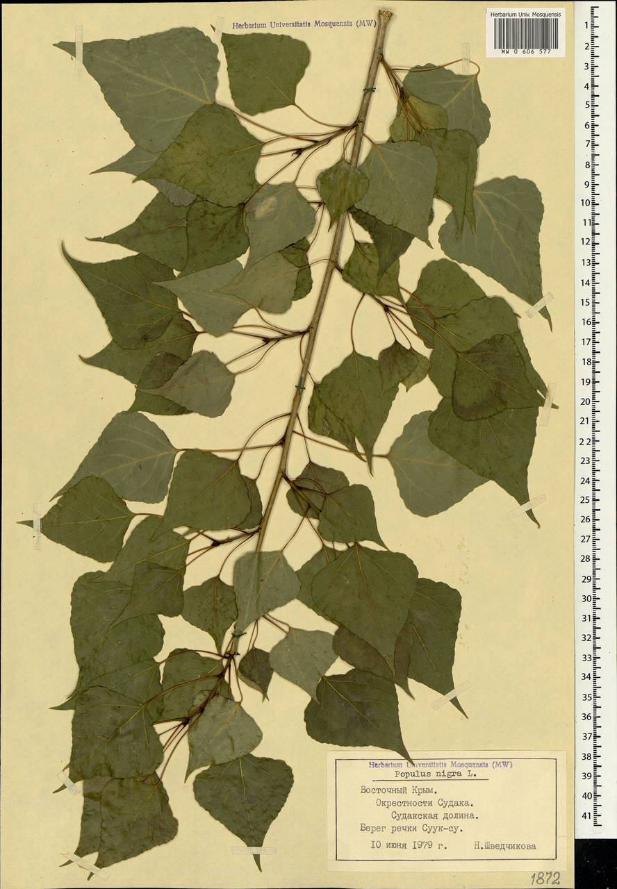 Populus nigra, Crimea (KRYM) (Russia)