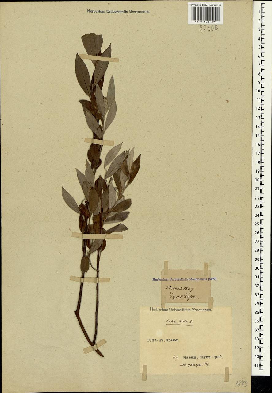 Salix alba L., Crimea (KRYM) (Russia)