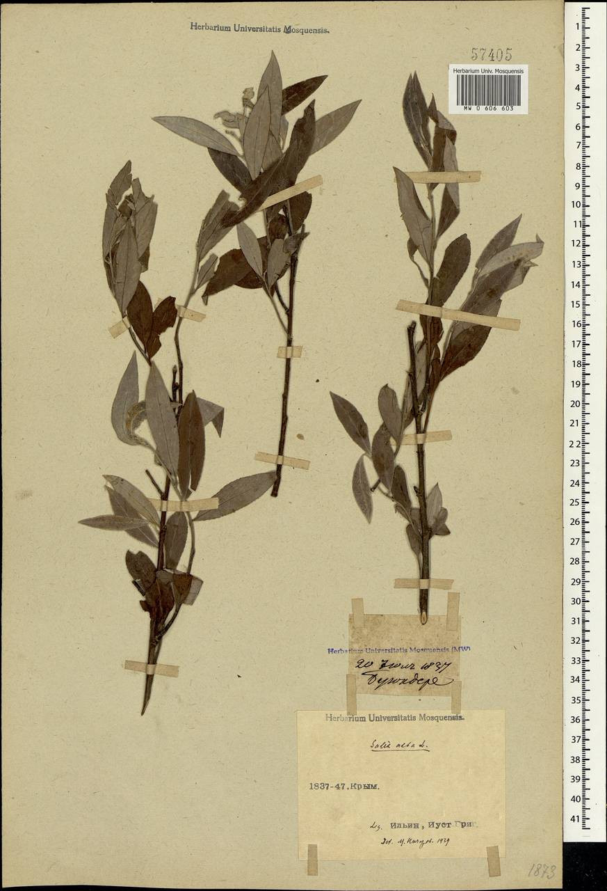 Salix alba L., Crimea (KRYM) (Russia)