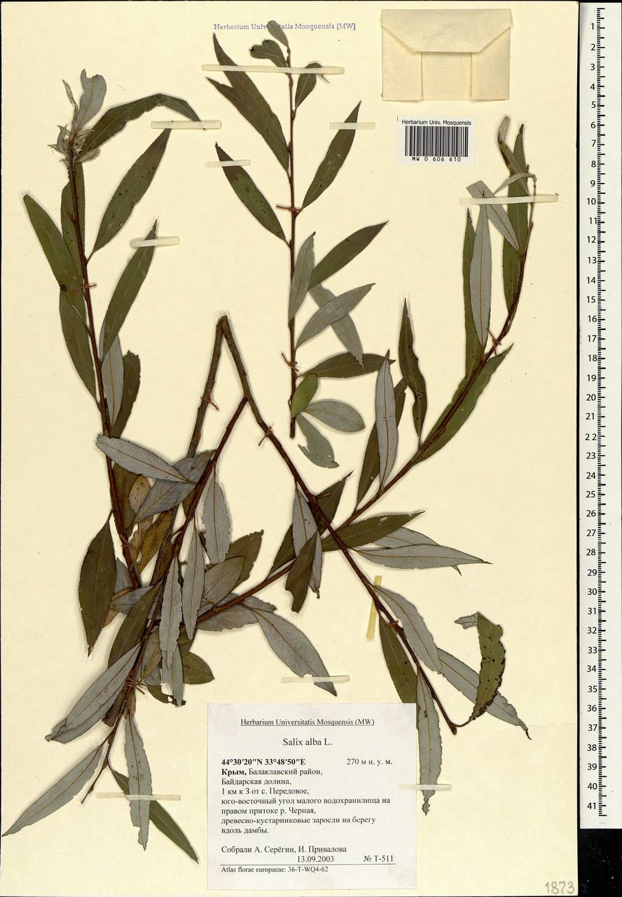 Salix alba, Crimea (KRYM) (Russia)