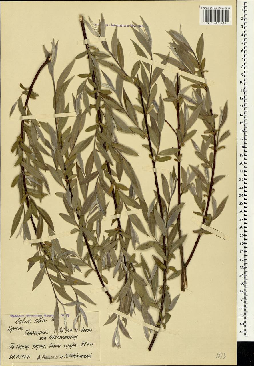 Salix alba, Crimea (KRYM) (Russia)
