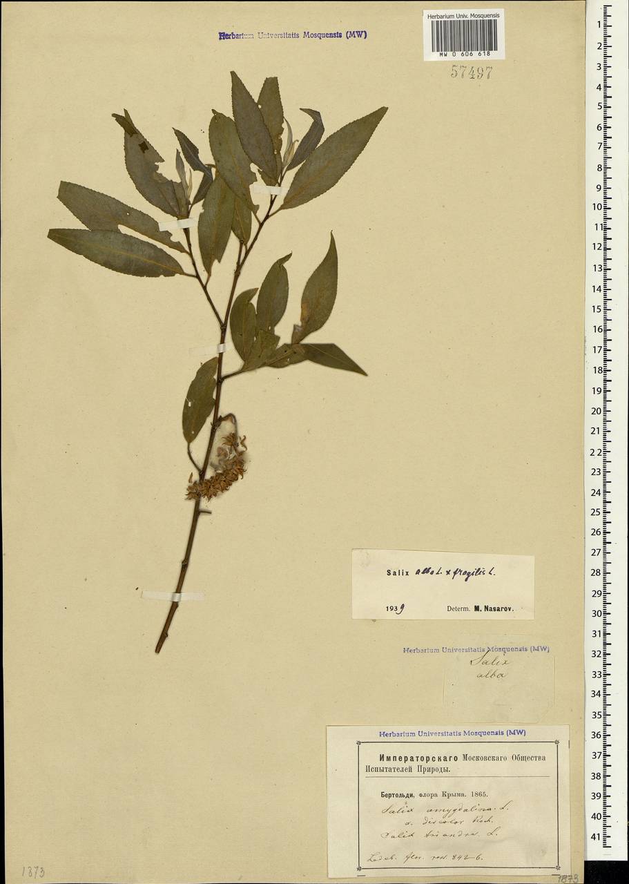 Salix silesiaca Willd., Crimea (KRYM) (Russia)