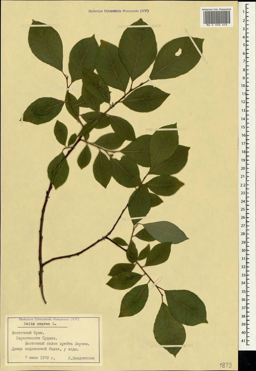 Salix caprea L., Crimea (KRYM) (Russia)