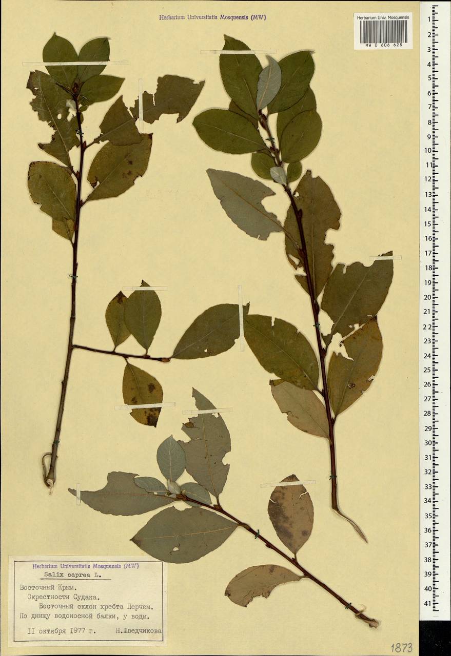 Salix caprea L., Crimea (KRYM) (Russia)