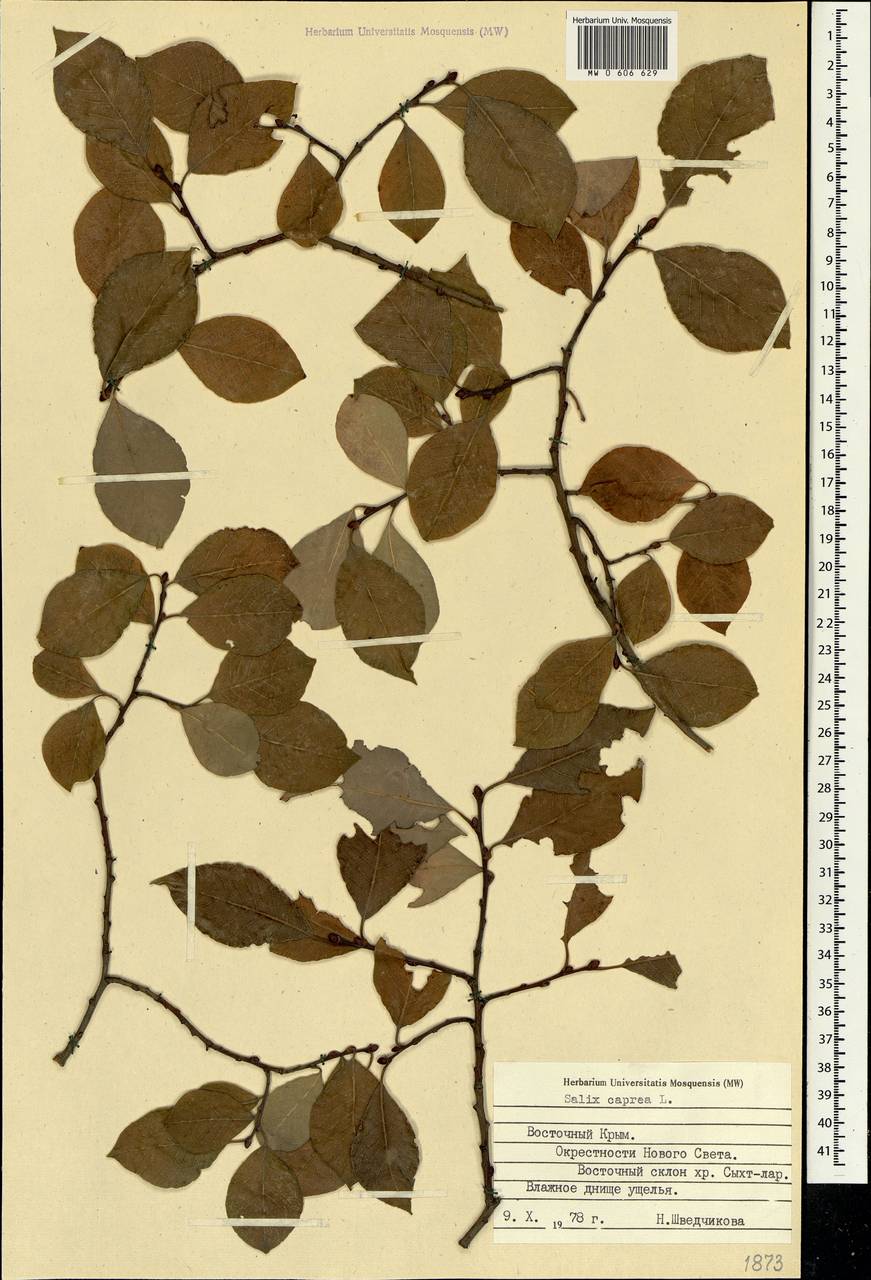 Salix caprea L., Crimea (KRYM) (Russia)