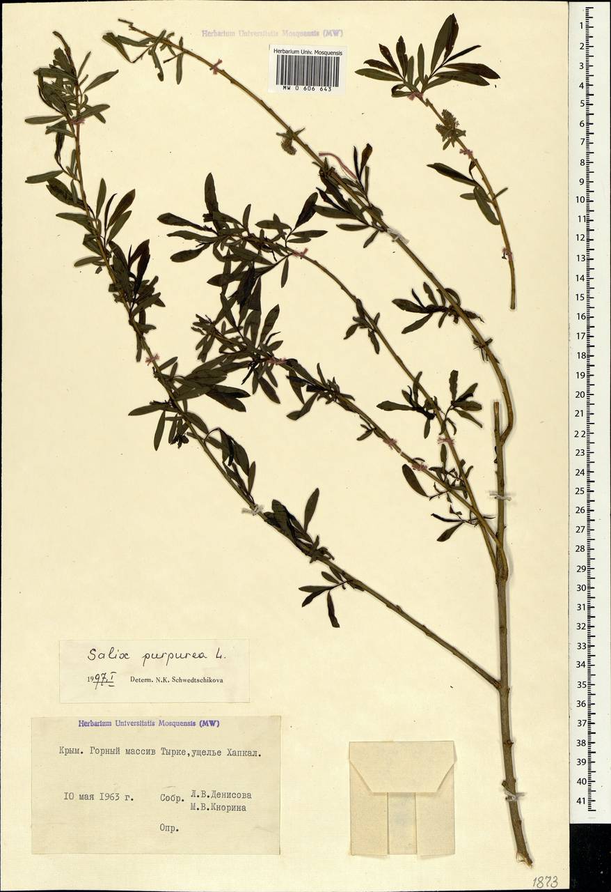 Salix purpurea, Crimea (KRYM) (Russia)