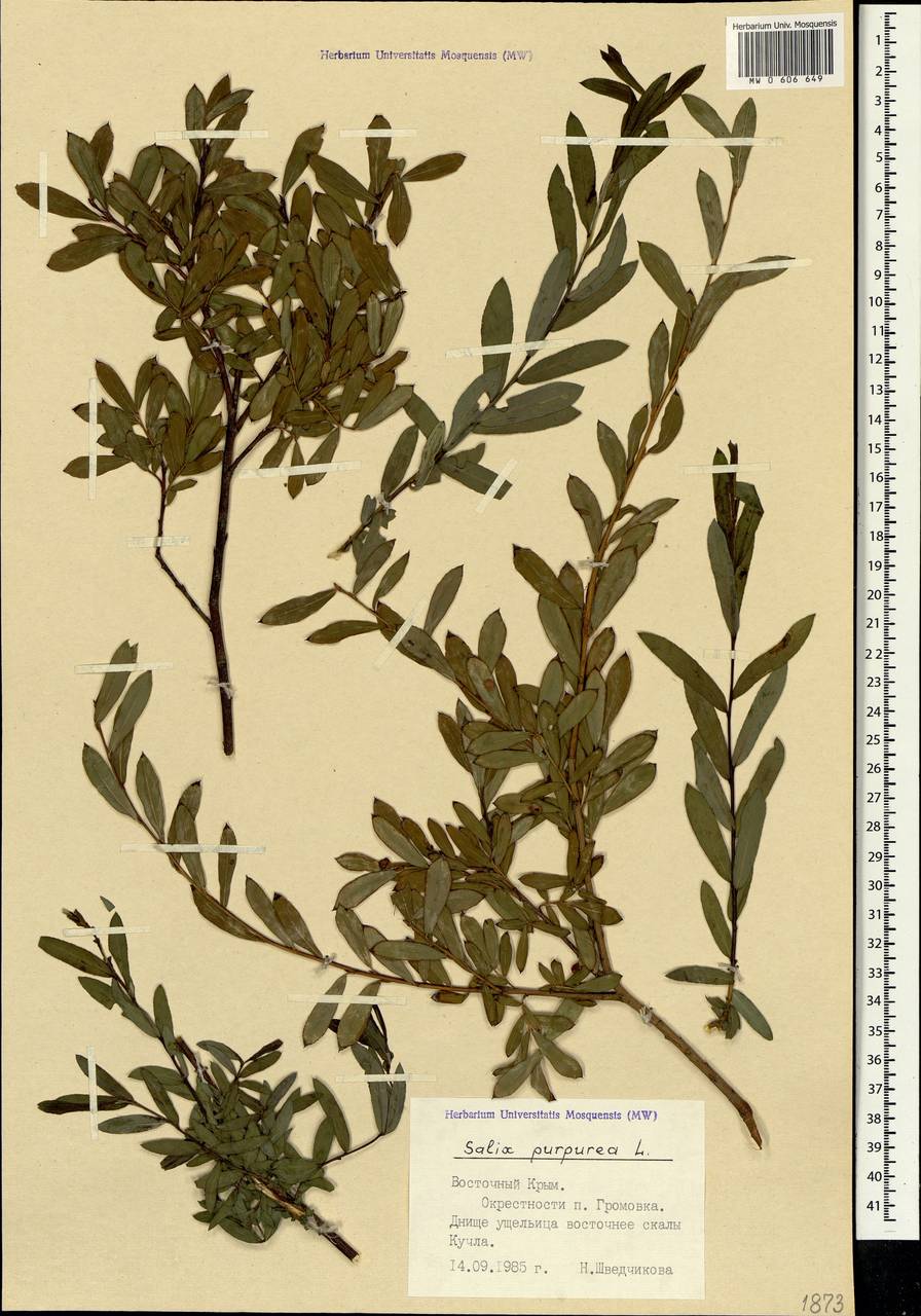 Salix purpurea, Crimea (KRYM) (Russia)