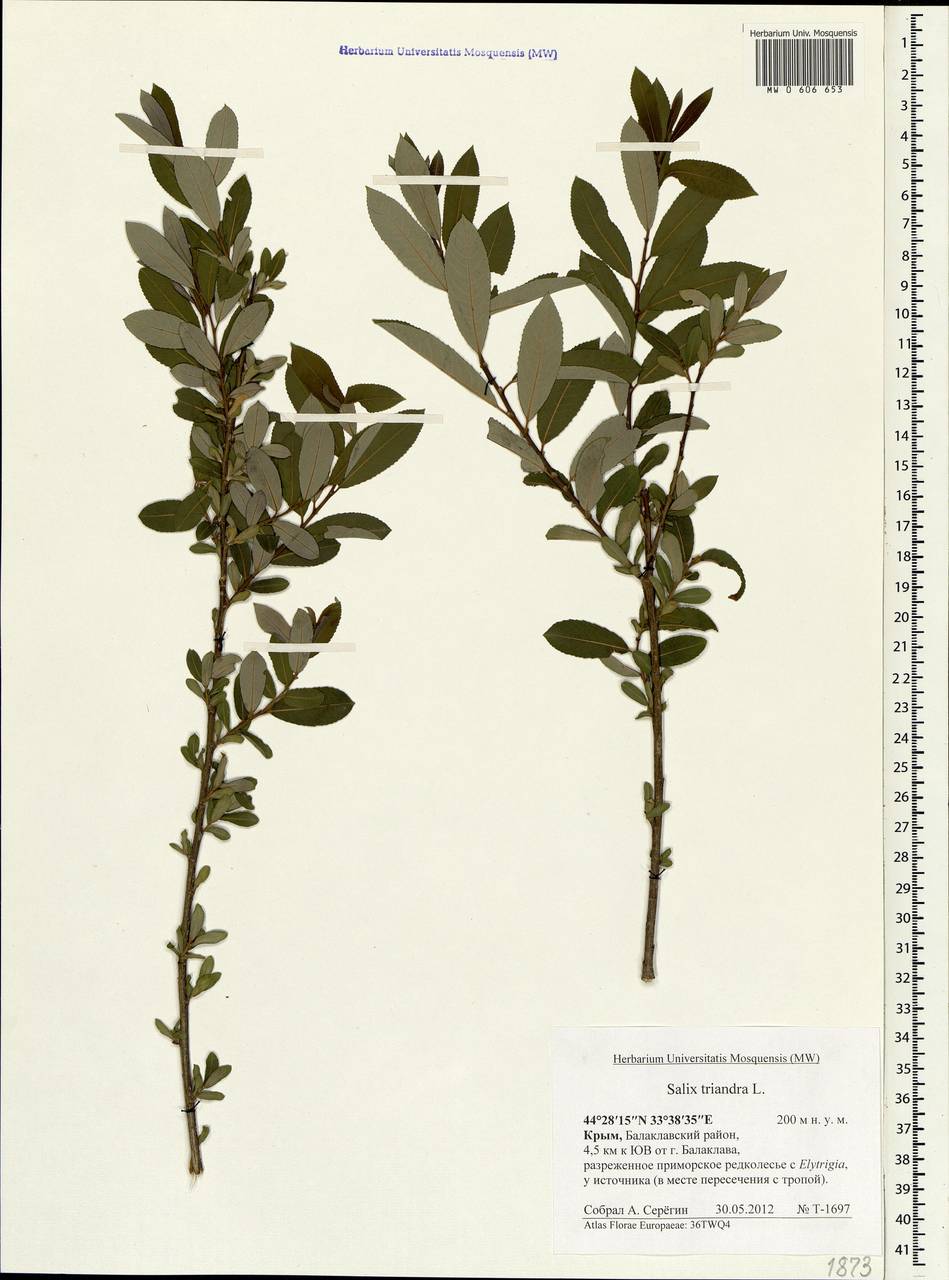 Salix triandra L., Crimea (KRYM) (Russia)