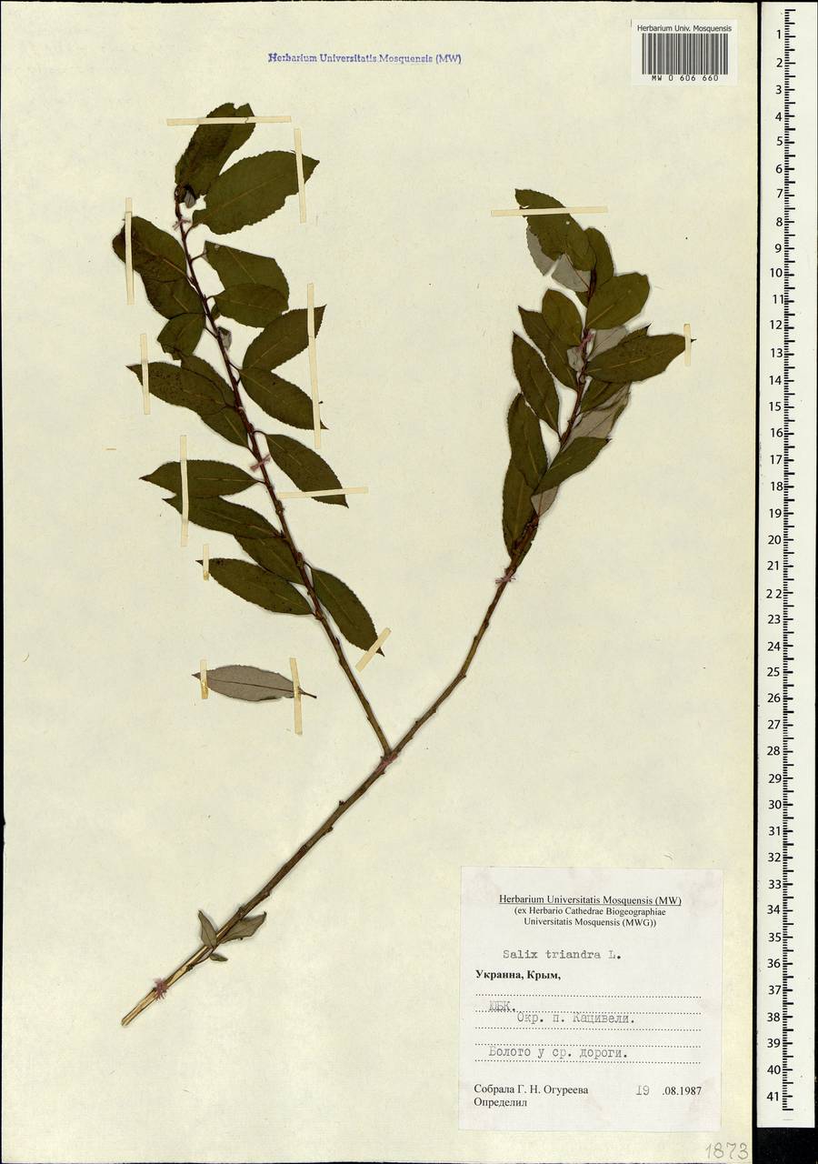 Salix triandra L., Crimea (KRYM) (Russia)