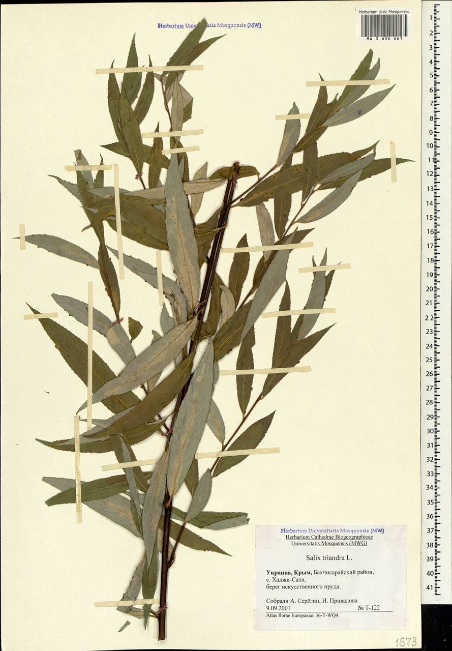 Salix triandra L., Crimea (KRYM) (Russia)