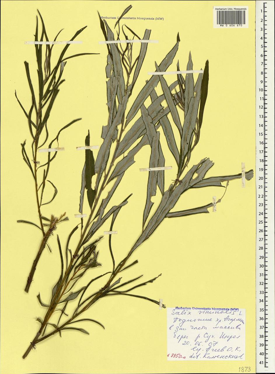 MW0606670, Salix viminalis (Ива прутовидная, Ива корзиночная), specimen Salix viminalis, Crimea (KRYM) (Russia)