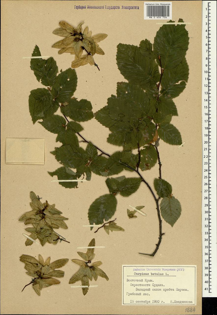 Carpinus betulus L., Crimea (KRYM) (Russia)