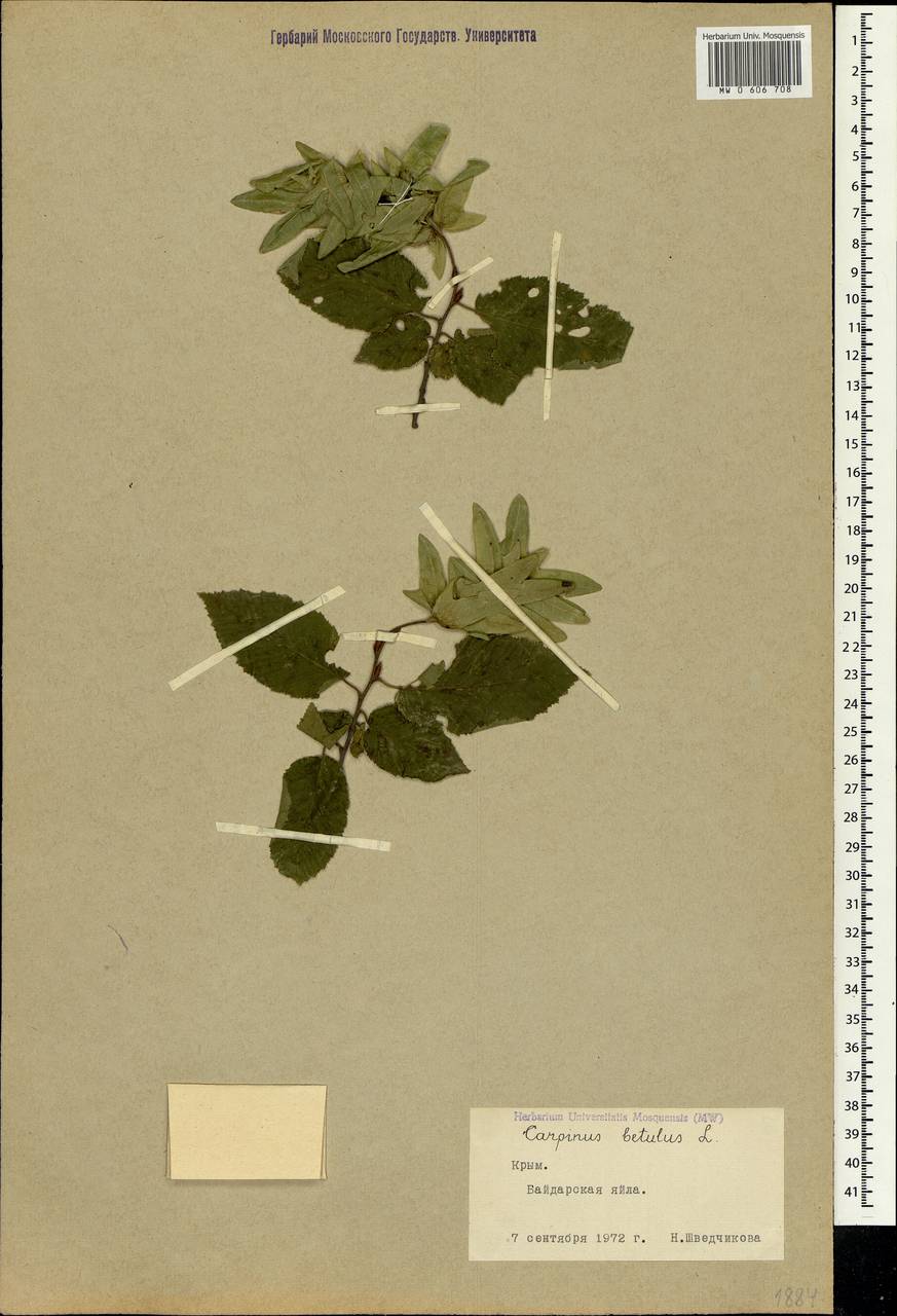 Carpinus betulus L., Crimea (KRYM) (Russia)
