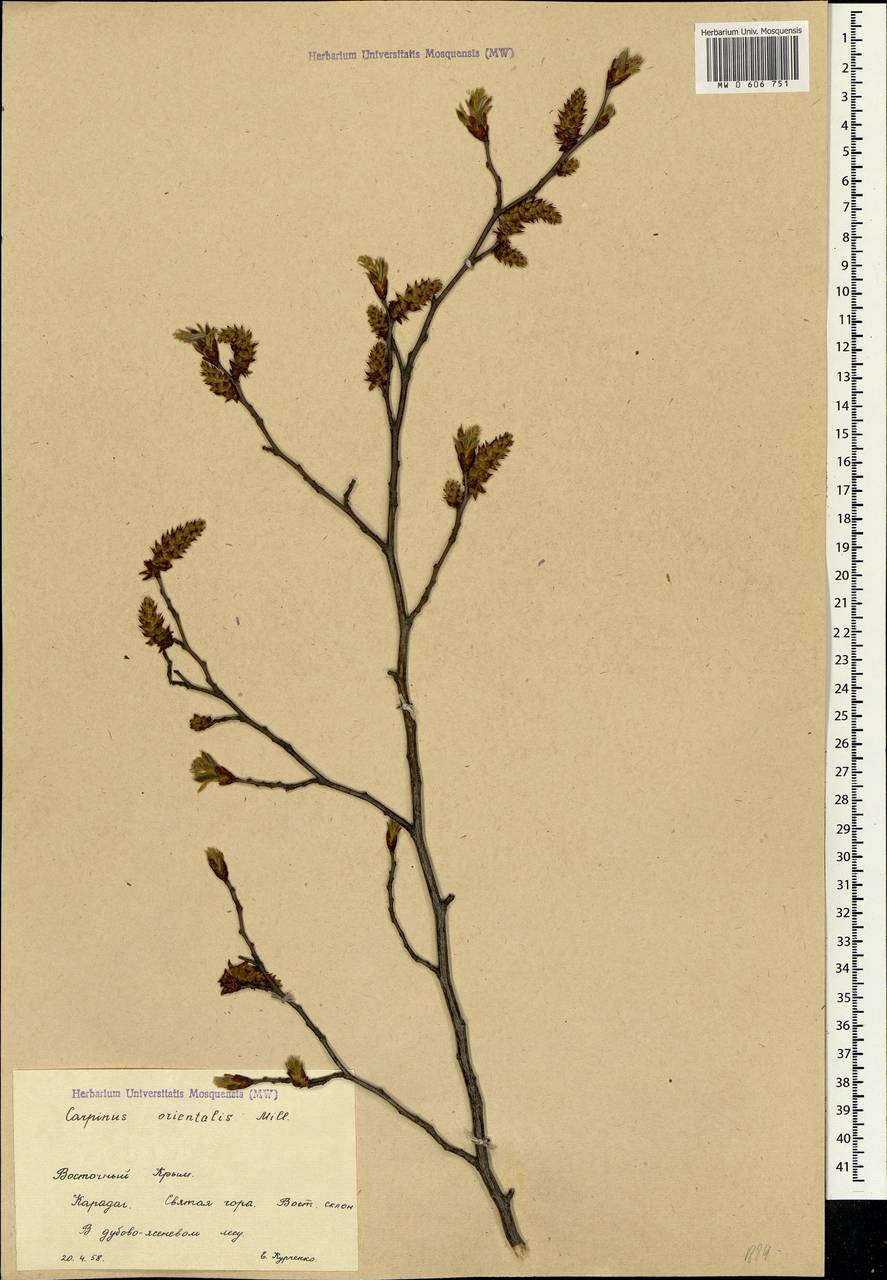 Carpinus orientalis Mill., Crimea (KRYM) (Russia)