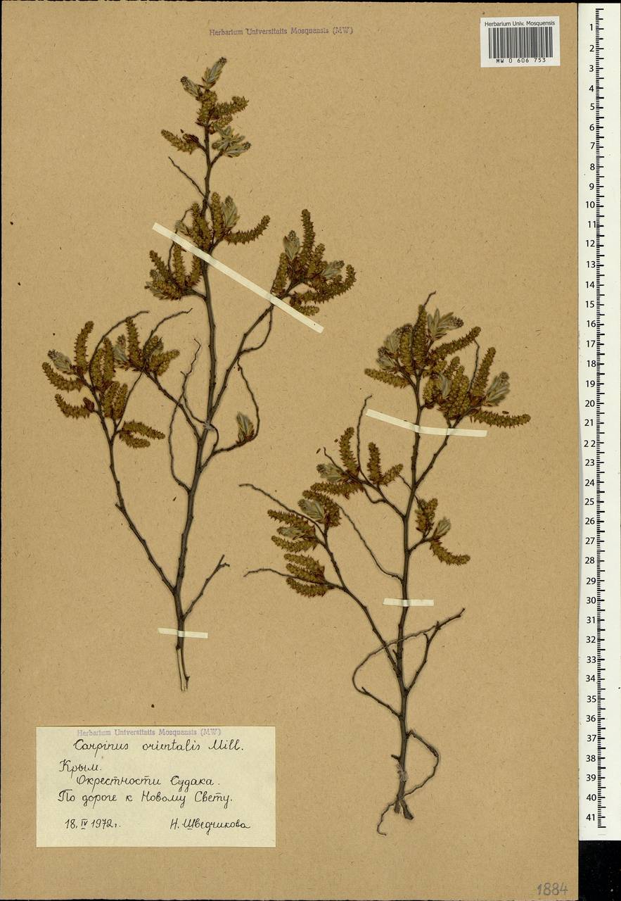 Carpinus orientalis Mill., Crimea (KRYM) (Russia)