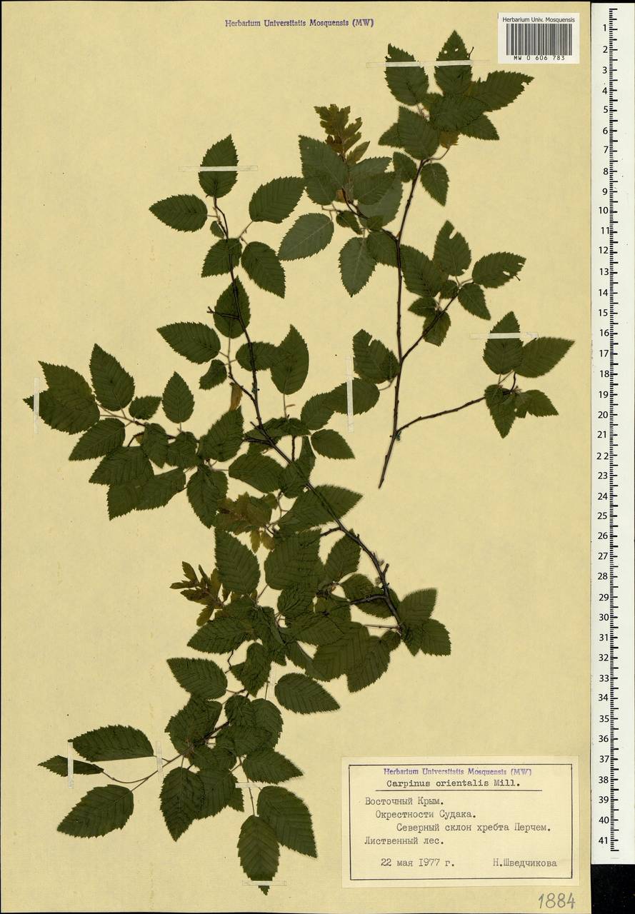 Carpinus orientalis Mill., Crimea (KRYM) (Russia)