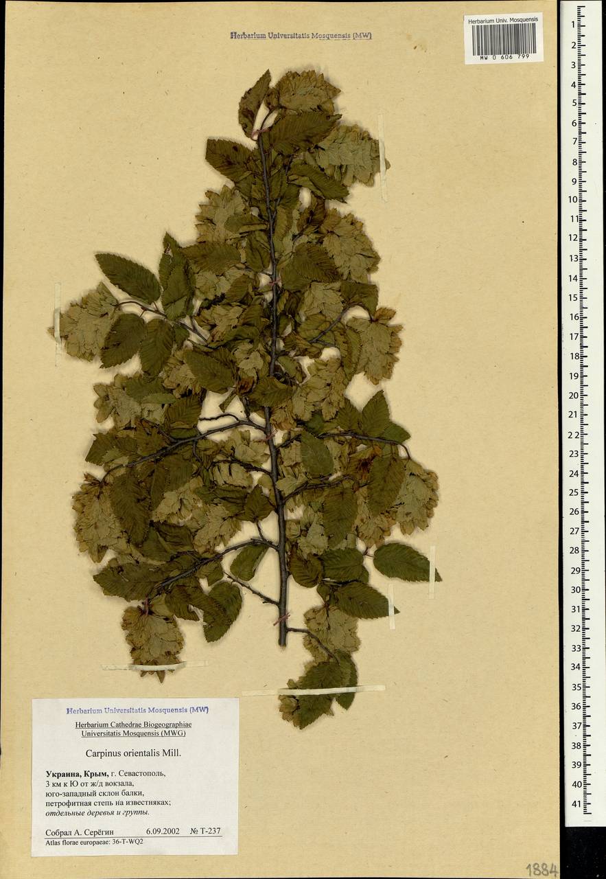 Carpinus orientalis Mill., Crimea (KRYM) (Russia)