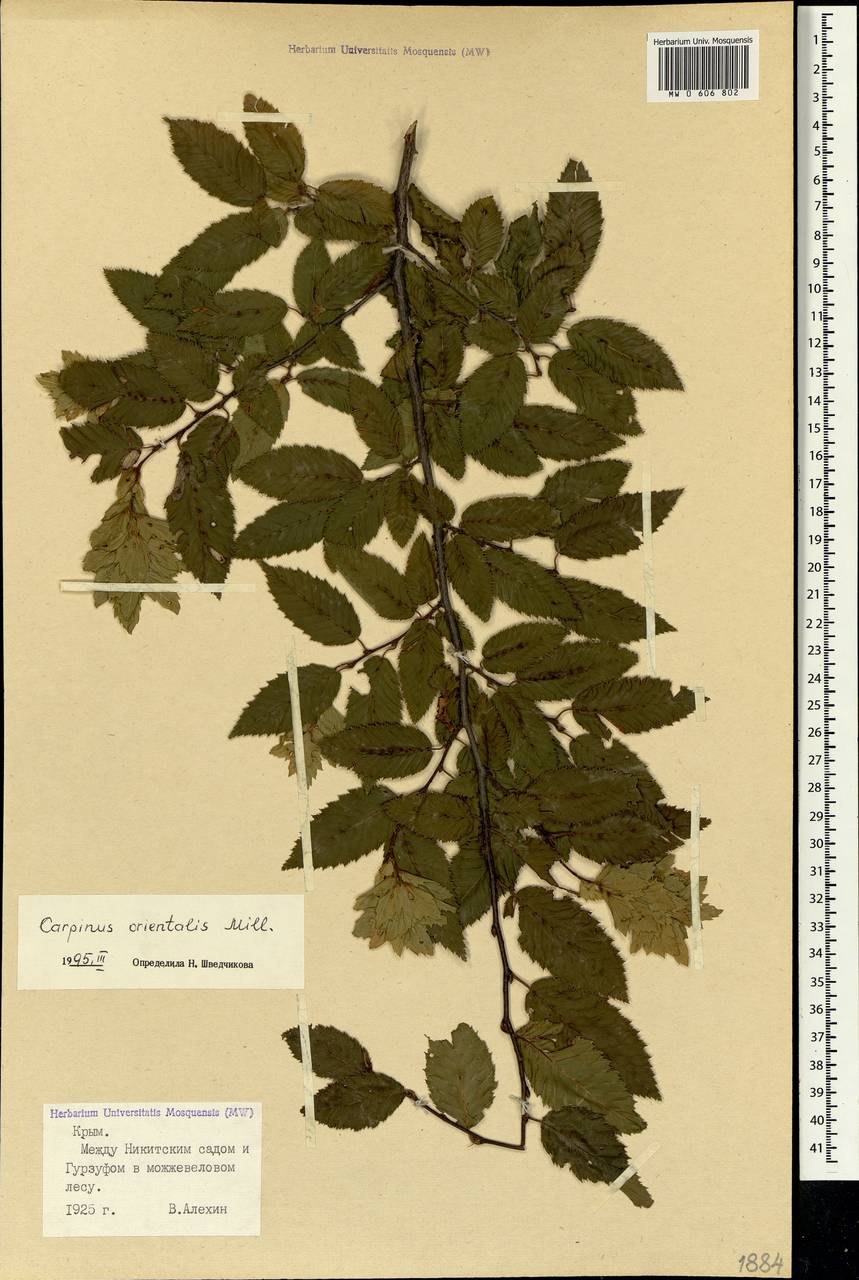 Carpinus orientalis Mill., Crimea (KRYM) (Russia)