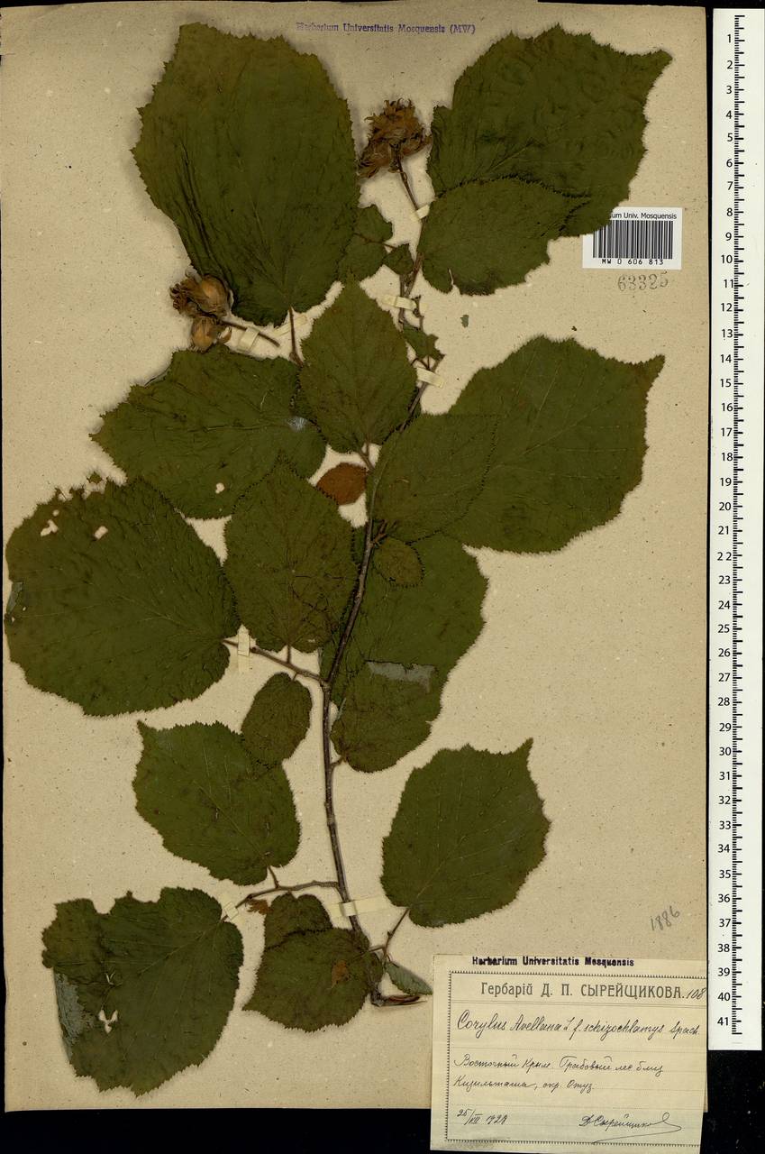 Corylus avellana L., Crimea (KRYM) (Russia)