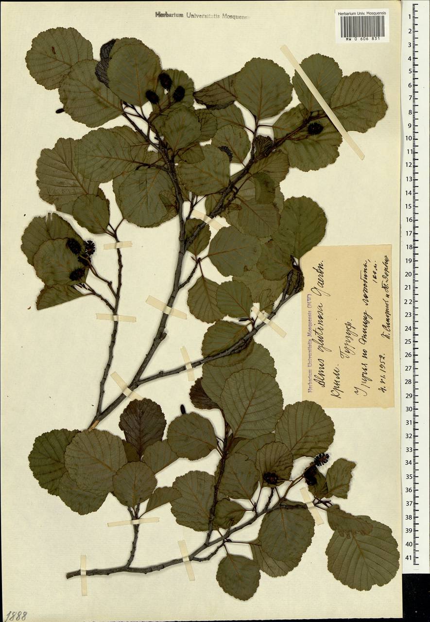 Alnus glutinosa (L.) Gaertn., Crimea (KRYM) (Russia)