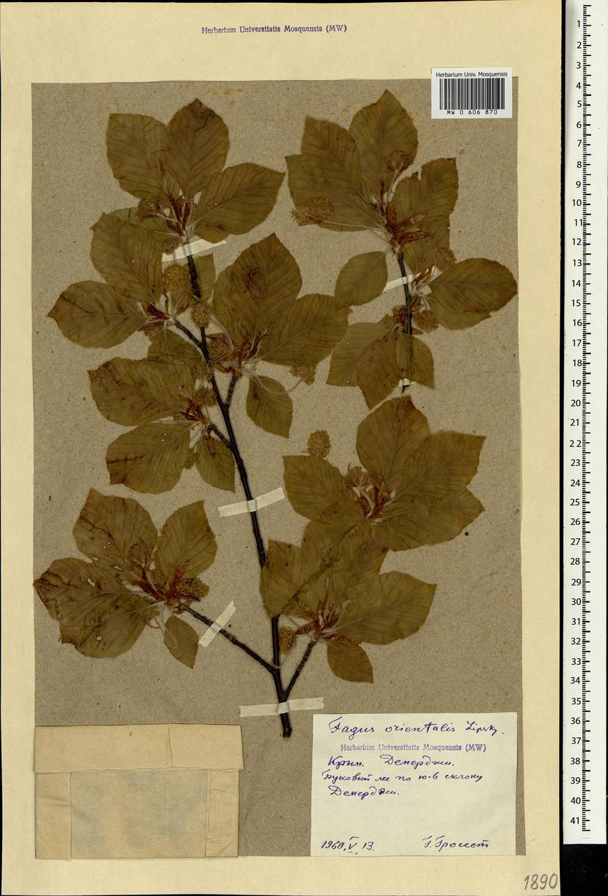 Fagus orientalis Lipsky, Crimea (KRYM) (Russia)