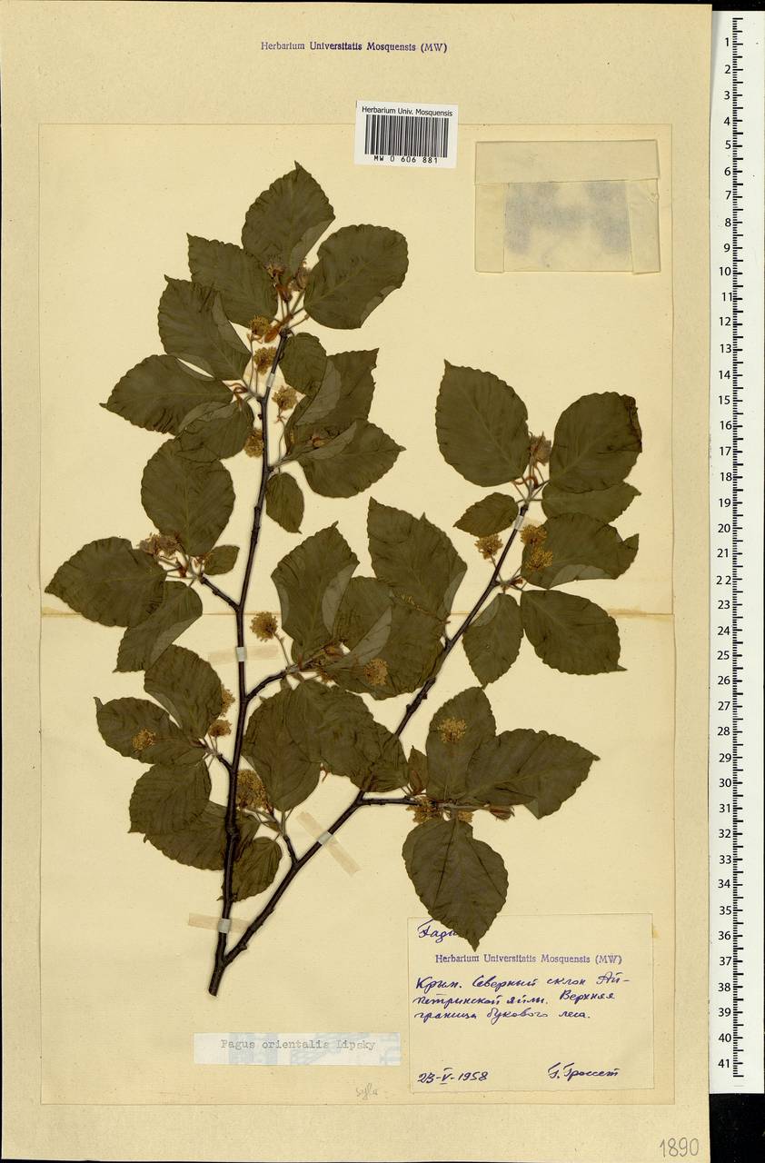 Fagus orientalis Lipsky, Crimea (KRYM) (Russia)
