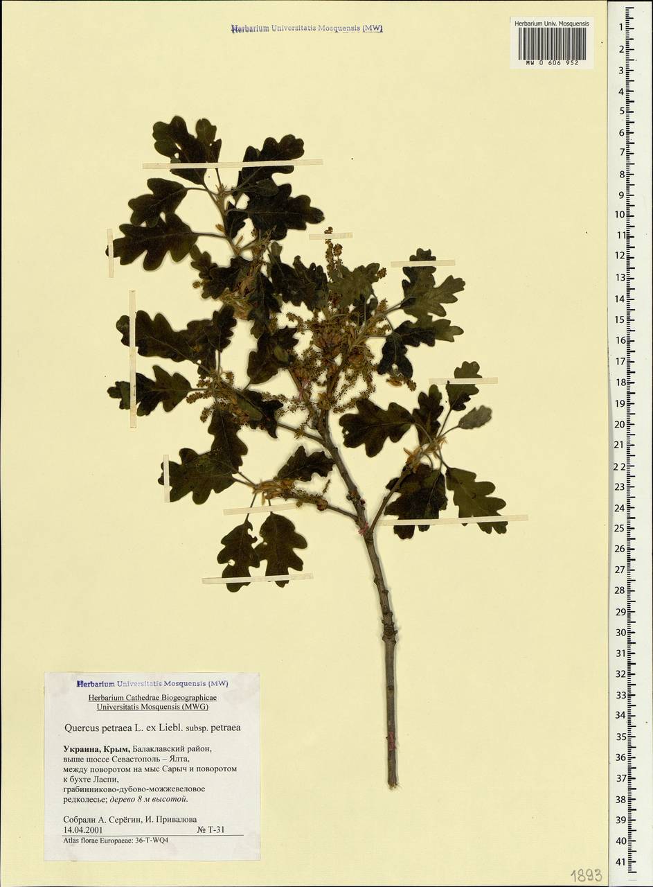 Quercus petraea (Matt.) Liebl., Crimea (KRYM) (Russia)