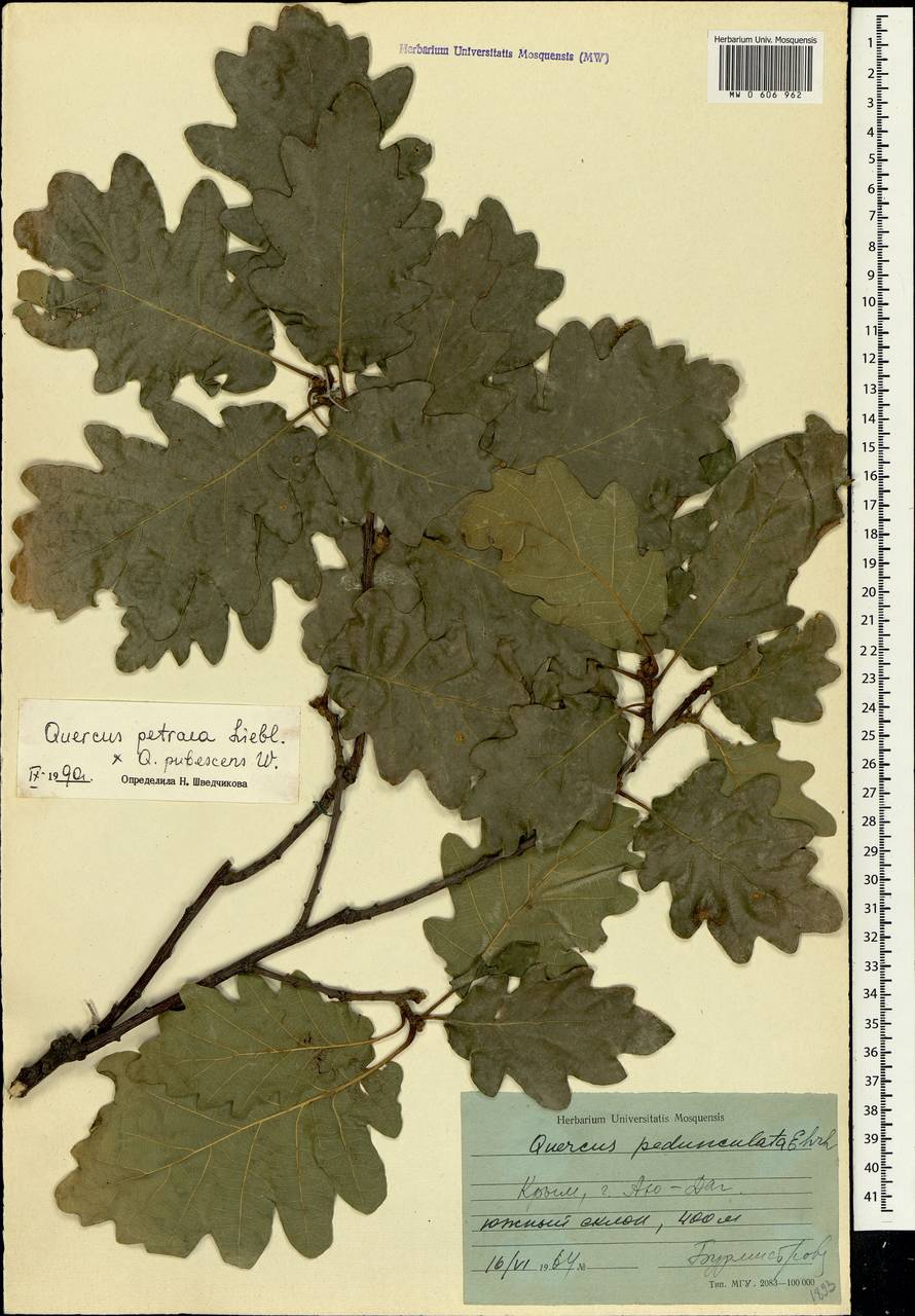 Quercus petraea (Matt.) Liebl., Crimea (KRYM) (Russia)