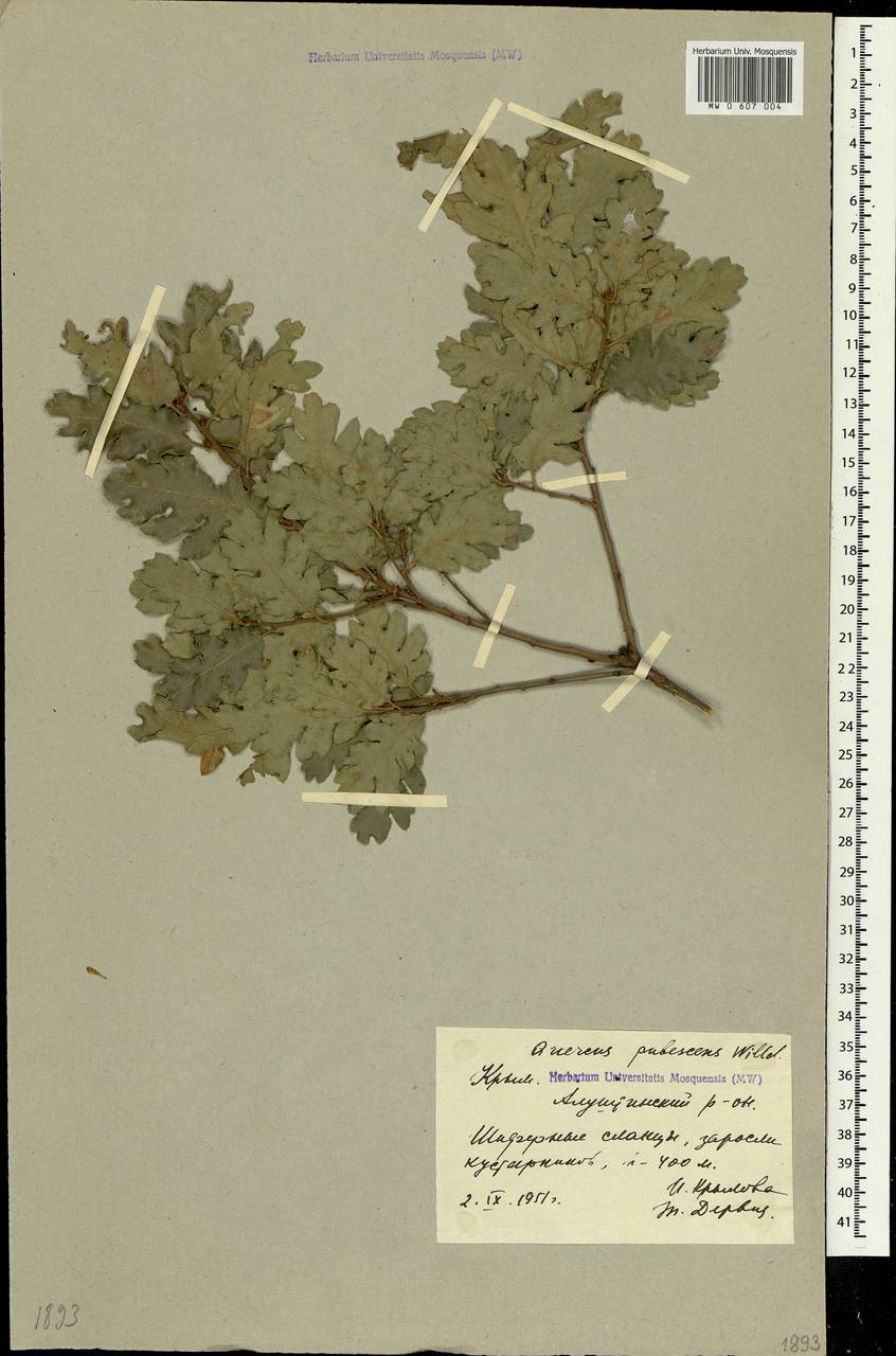 Quercus pubescens Willd. , nom. cons., Crimea (KRYM) (Russia)