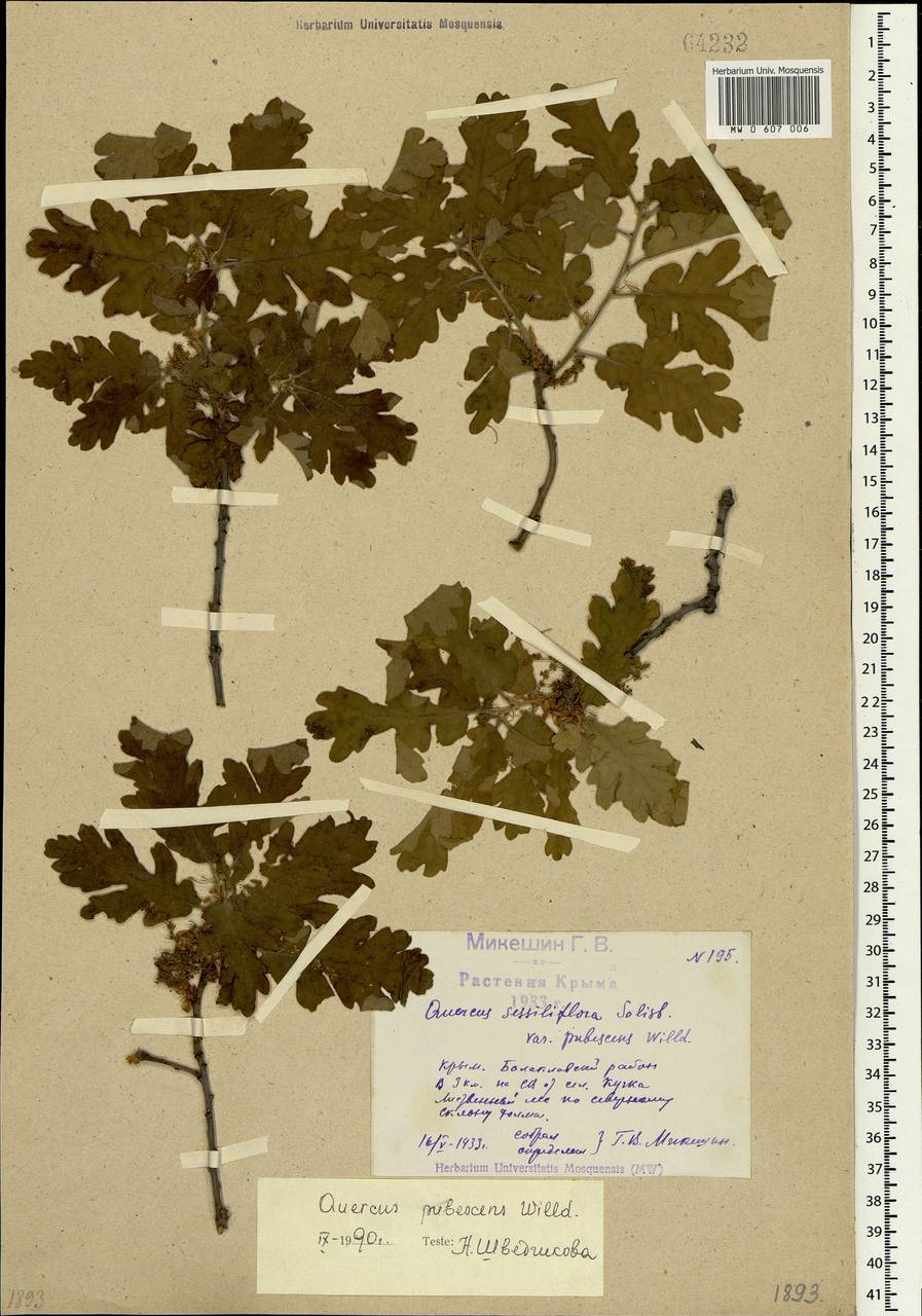 Quercus pubescens Willd., Crimea (KRYM) (Russia)