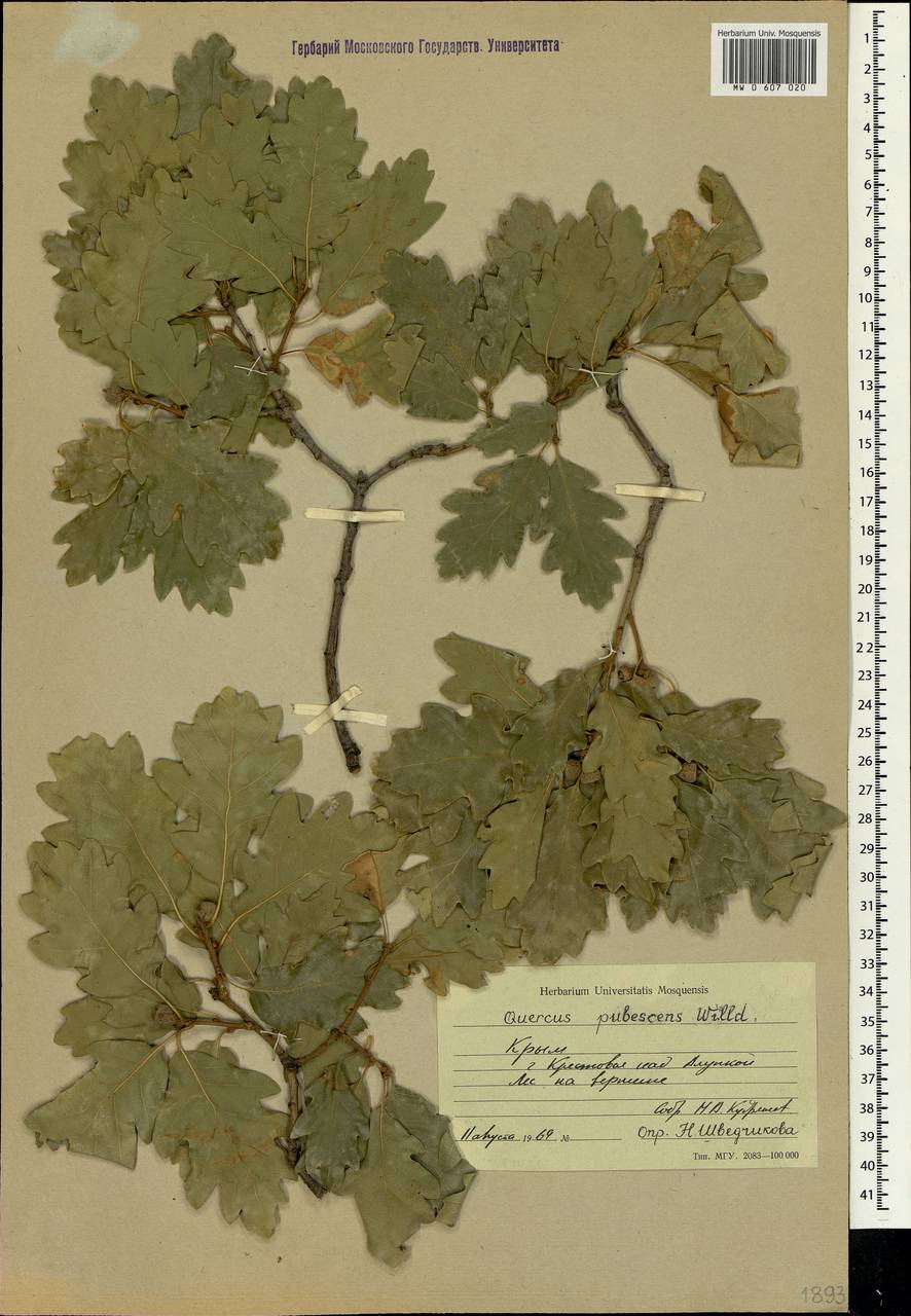 Quercus pubescens Willd. , nom. cons., Crimea (KRYM) (Russia)