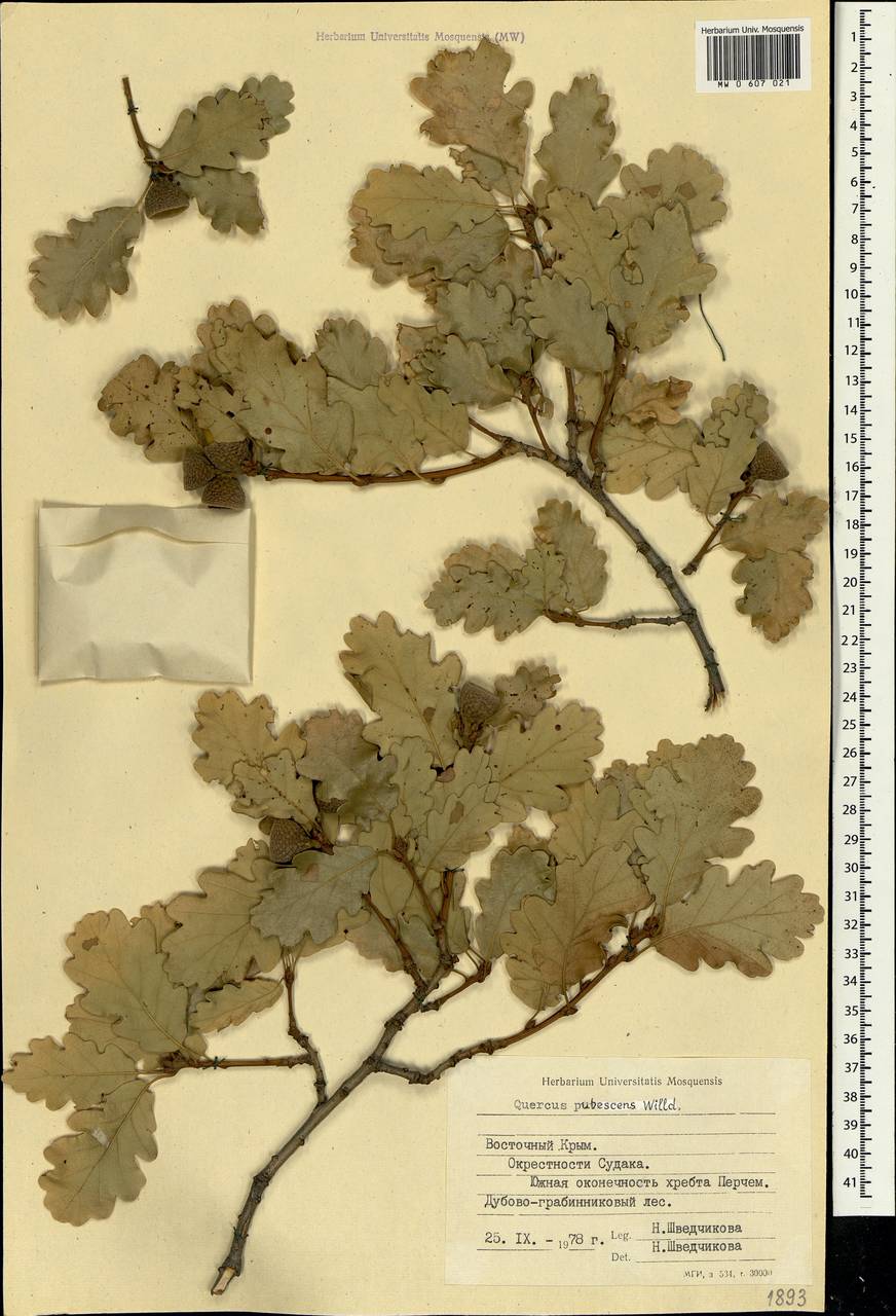 Quercus pubescens Willd. , nom. cons., Crimea (KRYM) (Russia)