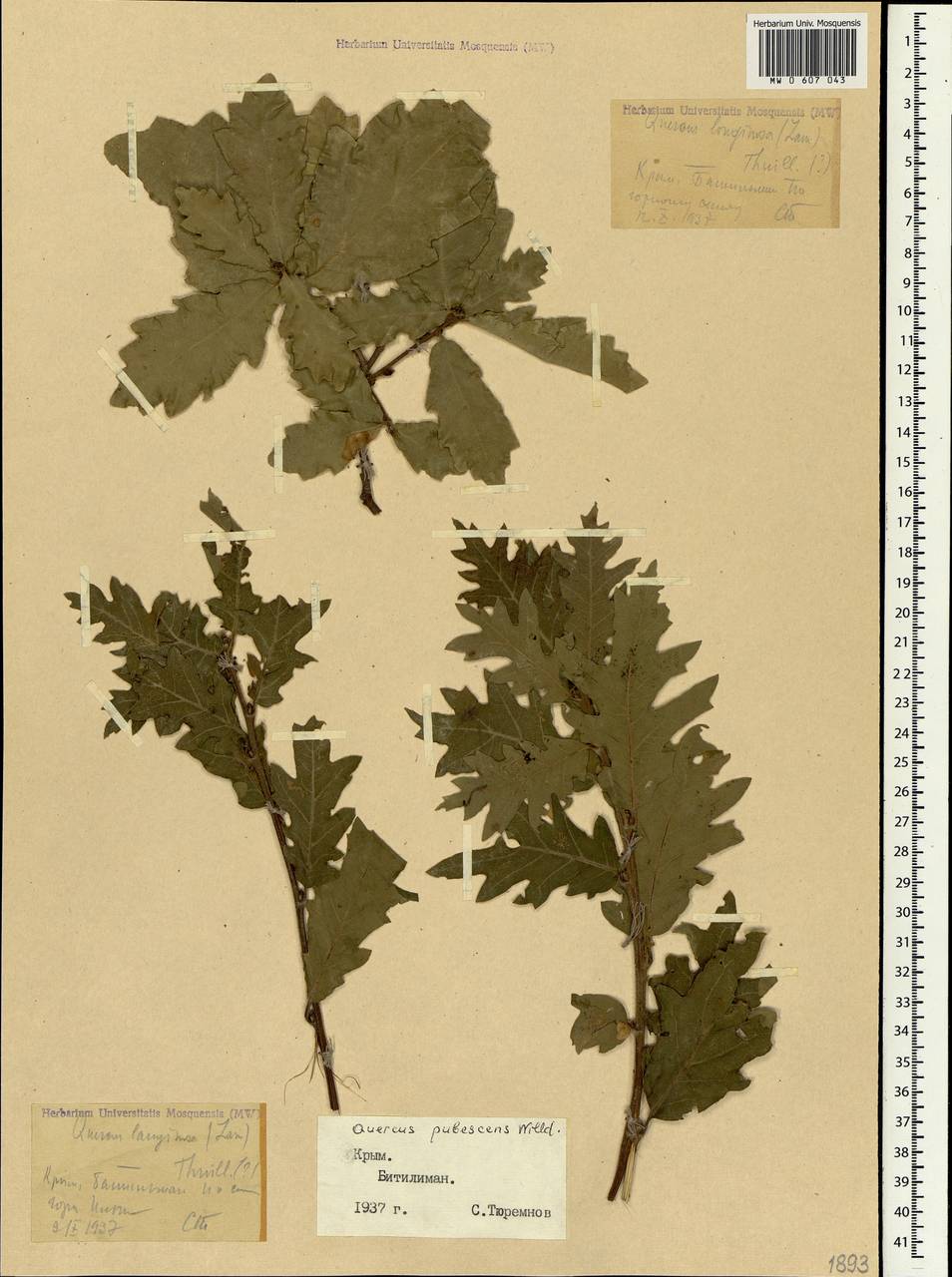 Quercus pubescens Willd., Crimea (KRYM) (Russia)