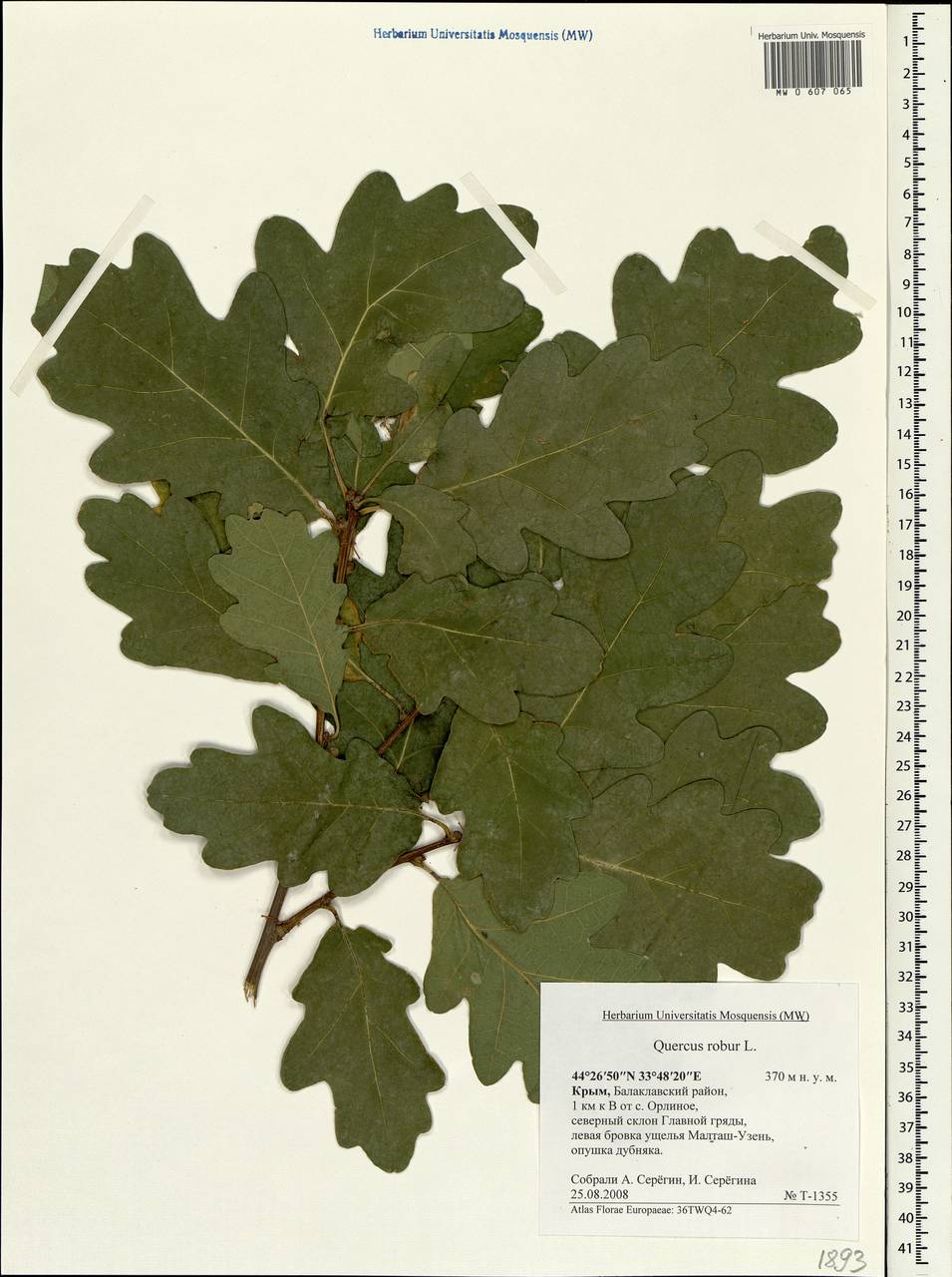Quercus robur L., Crimea (KRYM) (Russia)