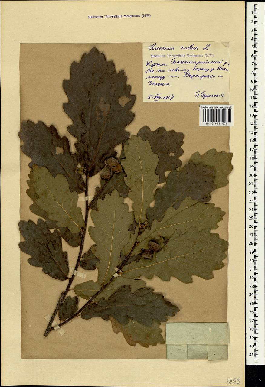 Quercus robur L., Crimea (KRYM) (Russia)