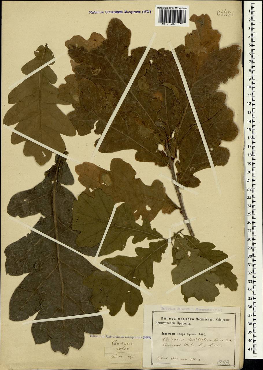 Quercus robur L., Crimea (KRYM) (Russia)