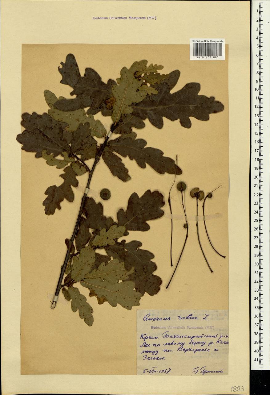Quercus robur L., Crimea (KRYM) (Russia)