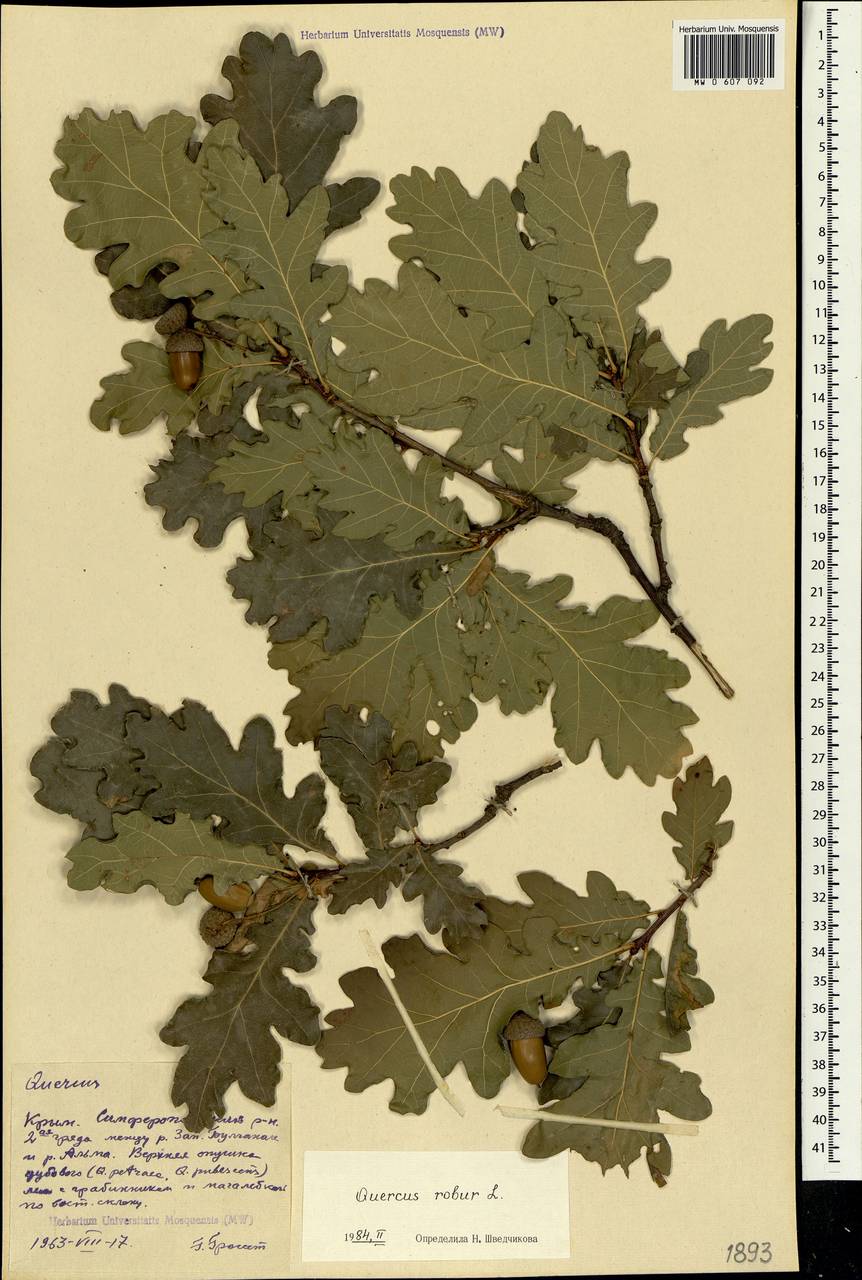 Quercus robur L., Crimea (KRYM) (Russia)