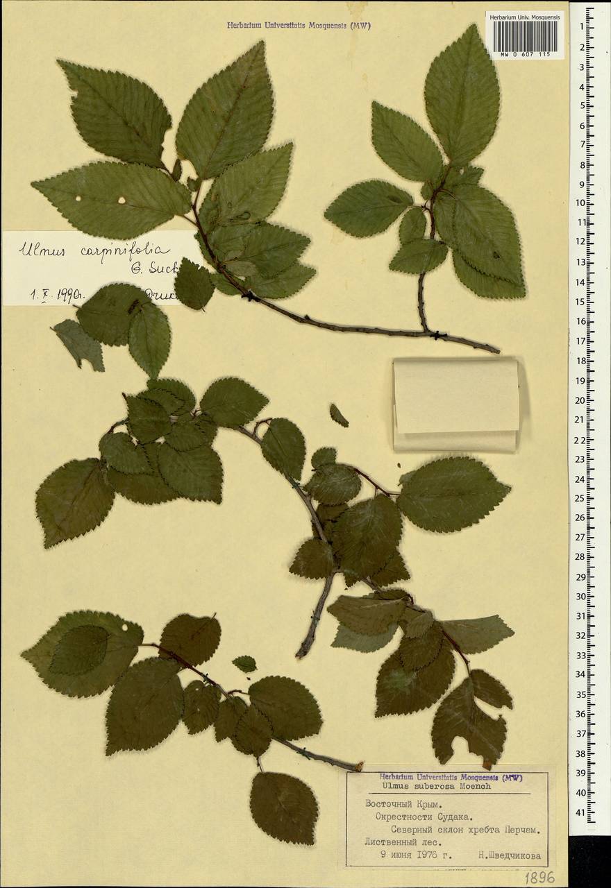 Ulmus minor, Crimea (KRYM) (Russia)
