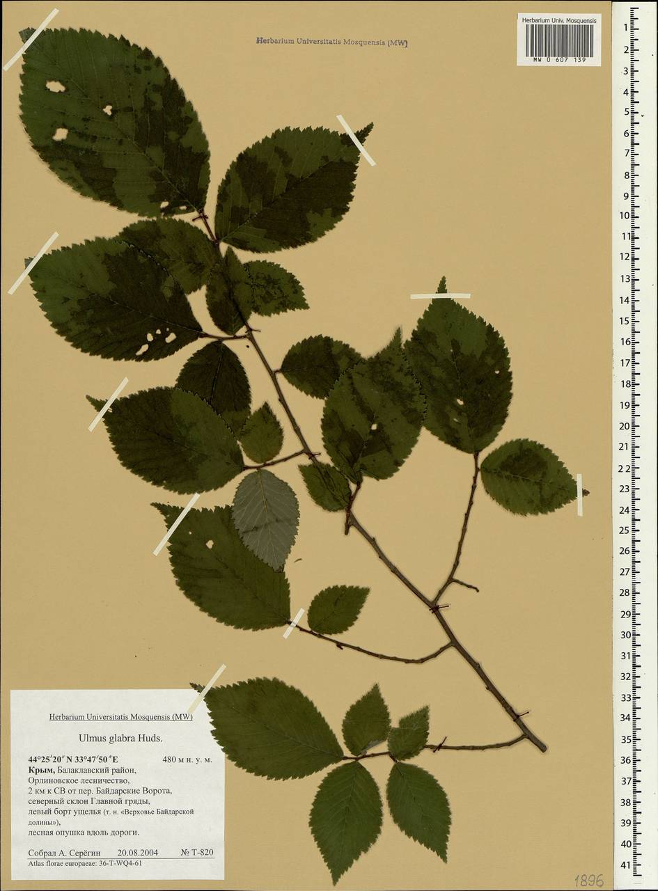 Ulmus glabra Huds., Crimea (KRYM) (Russia)