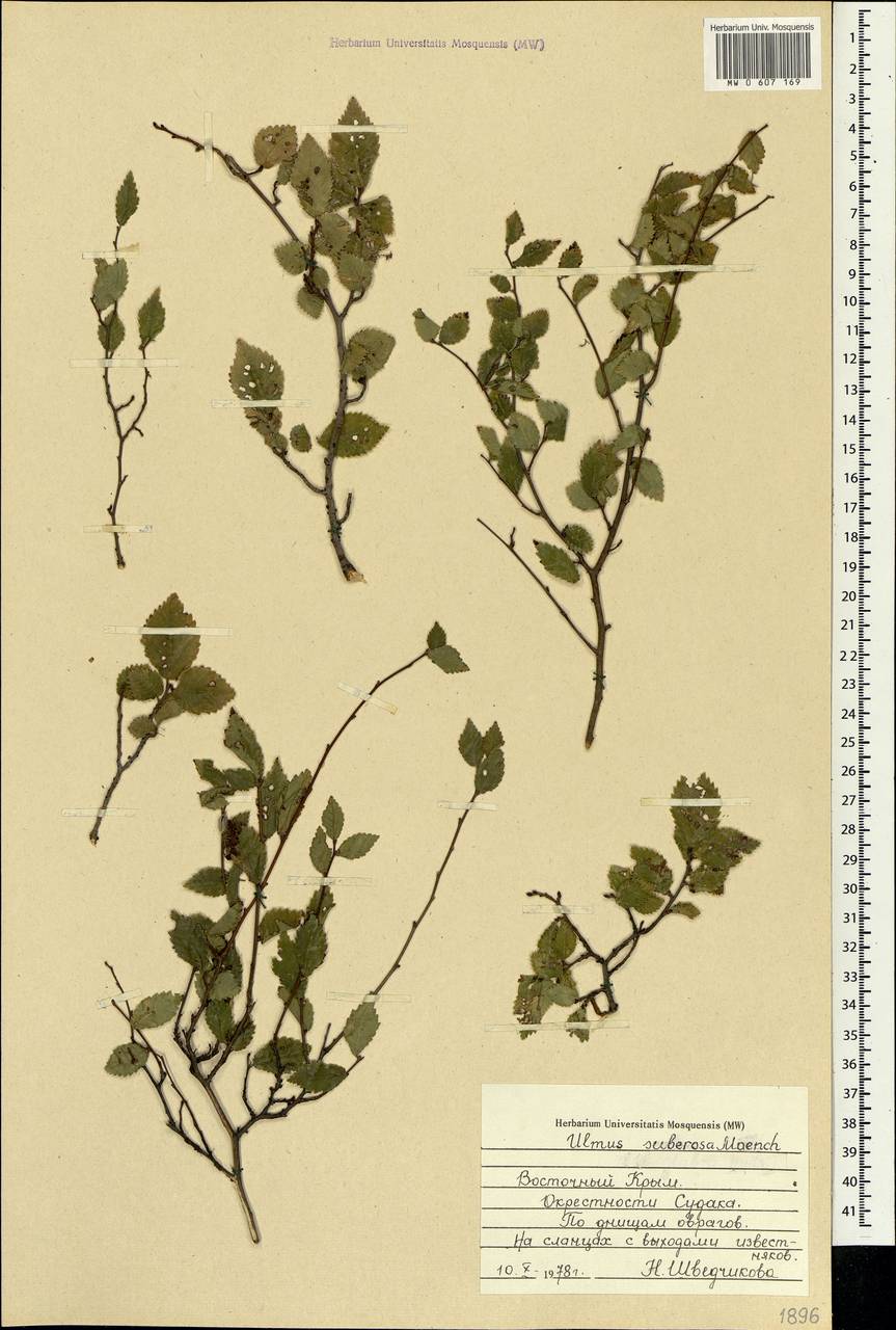 Ulmus minor subsp. minor, Crimea (KRYM) (Russia)