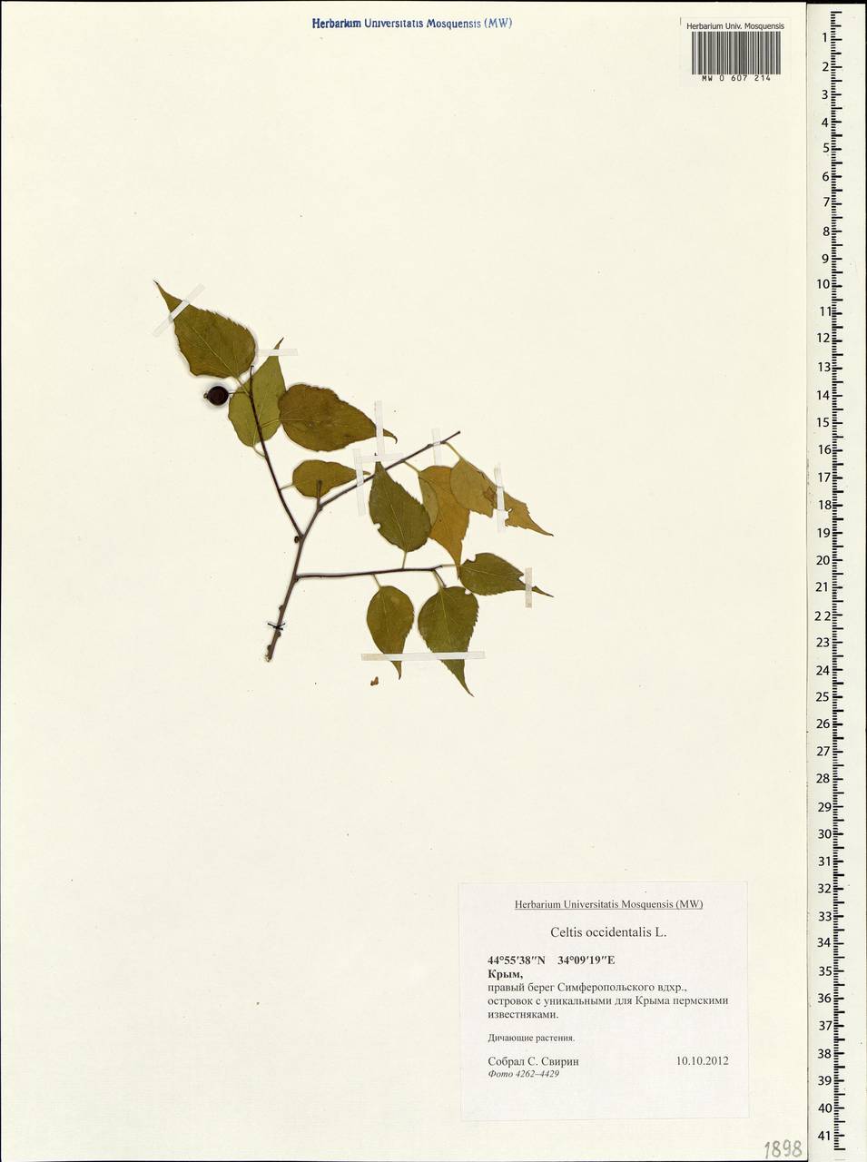 Celtis occidentalis L., Crimea (KRYM) (Russia)
