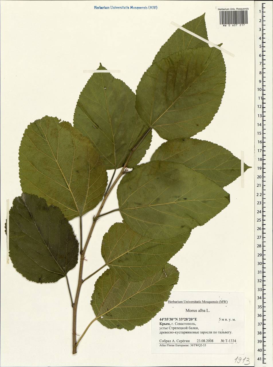Morus alba L., Crimea (KRYM) (Russia)