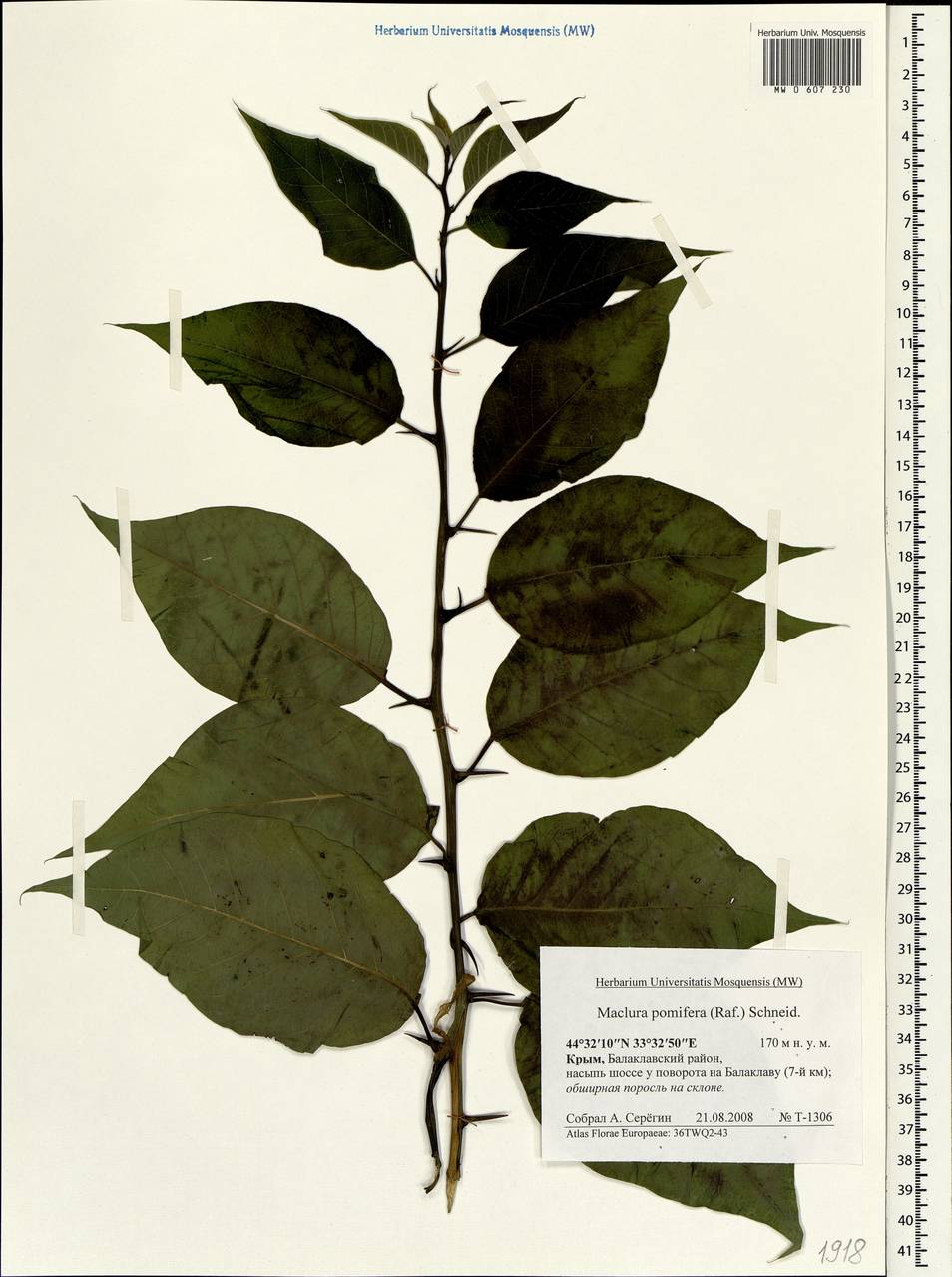 Maclura pomifera (Raf. ex Sarg.) C. K. Schneid., Crimea (KRYM) (Russia)