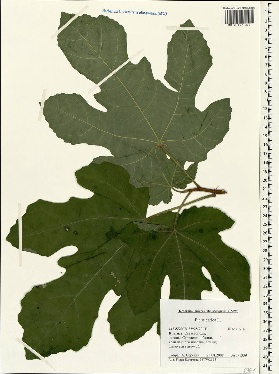 Ficus carica, Crimea (KRYM) (Russia)